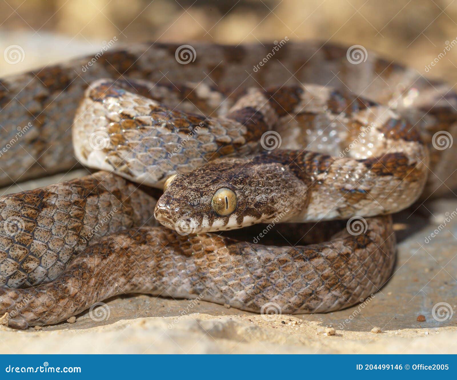 mediterranean cat snake, telescopus fallax