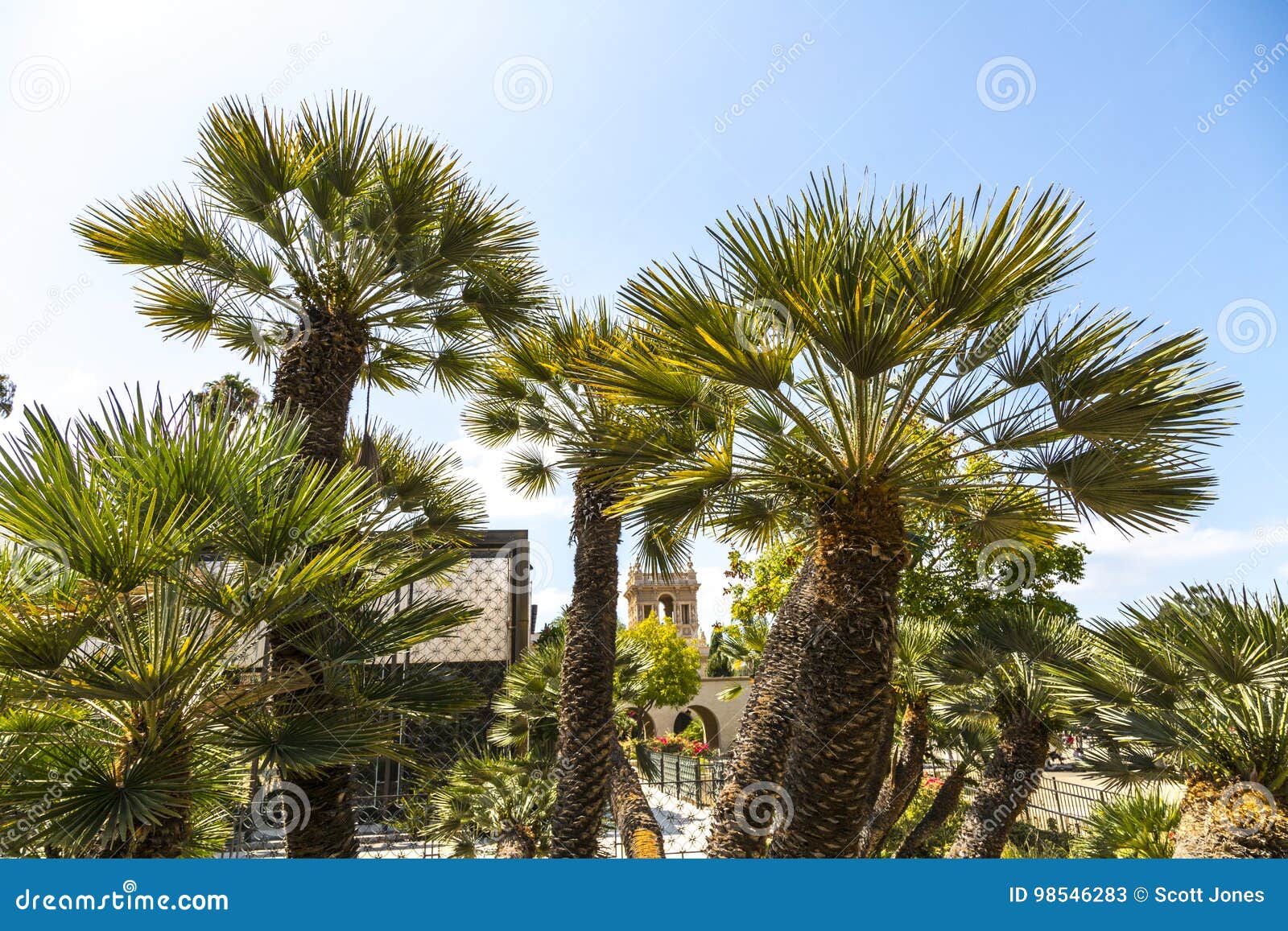 Mediterranean Fan Palm Tree Stock Image Image of palm, attractive