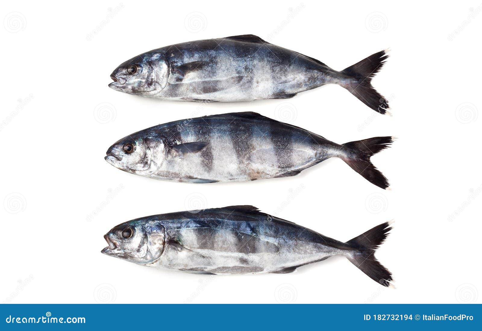 Pilot Fish, Naucrates Ductor, Isolated on White Stock Photo - Image of  nutrition, diet: 182732194