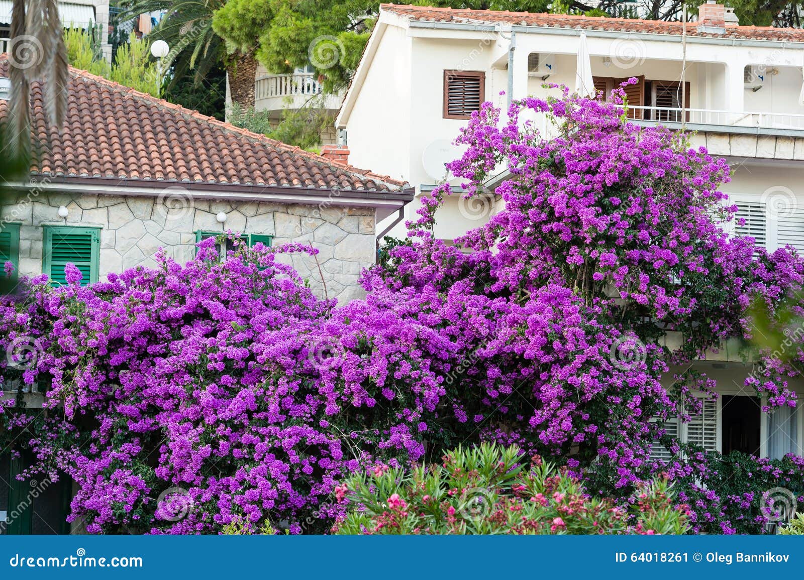 Mediterranean Flower Tree On The Adriatic Coast. Stock ...