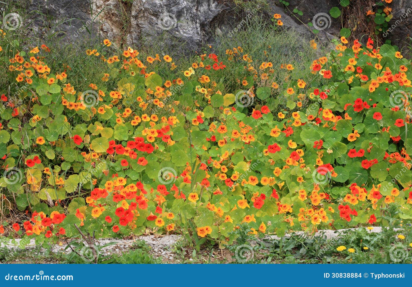 Mediterranean Garden Flowers Stock Photo Image of mediterranean