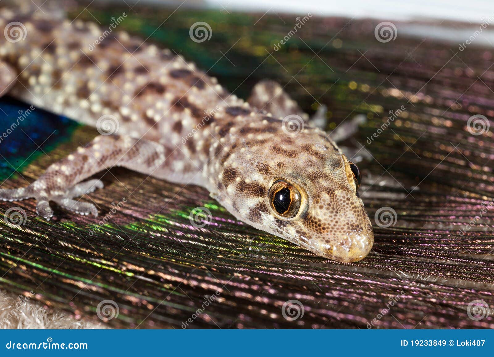 Mediterranean Gecko stock image. Image of lizard, tail 19233849