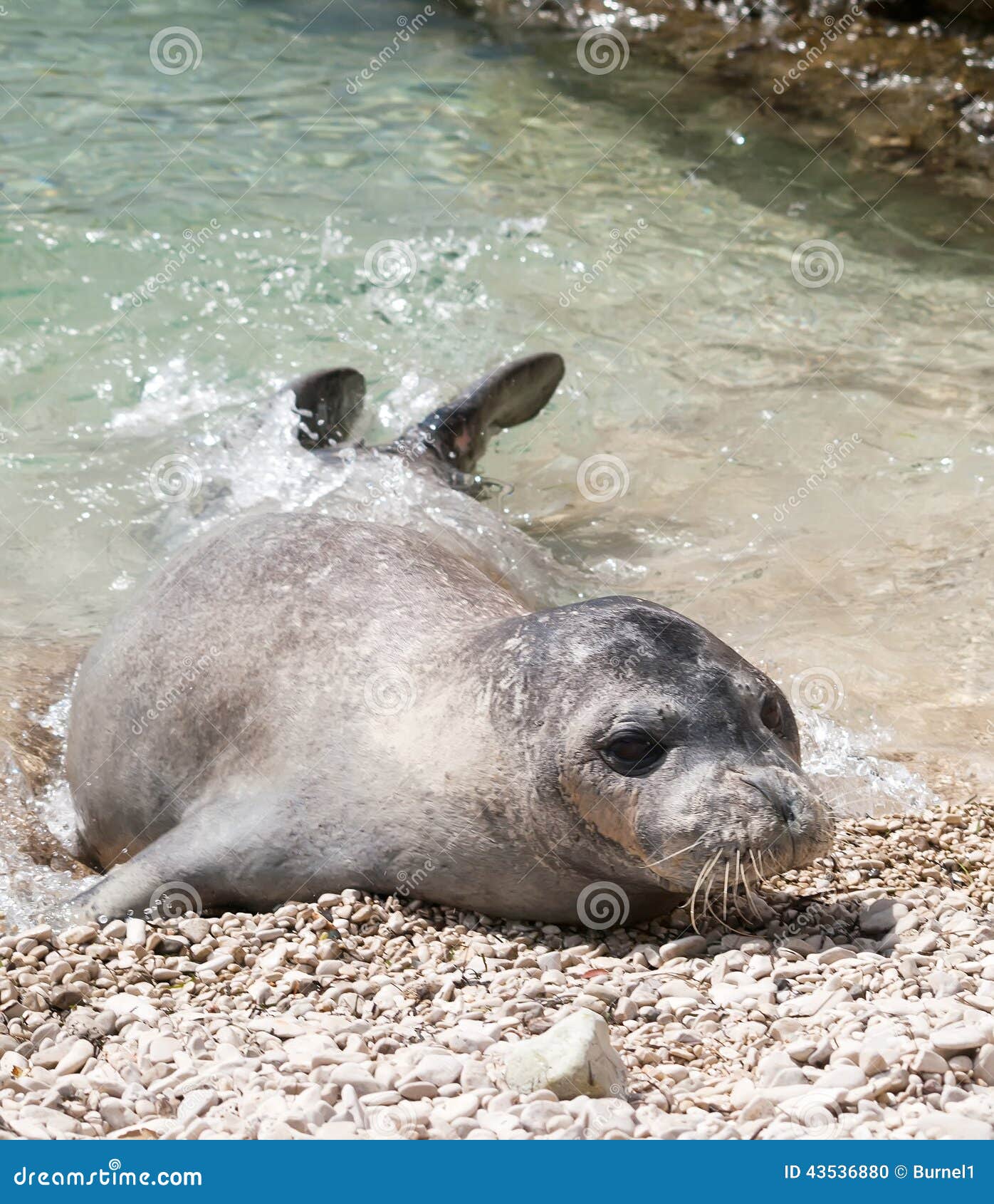 mediterranean monk seal