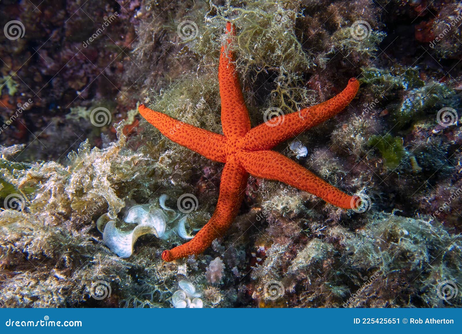 mediterranean red sea star echinaster sepositus