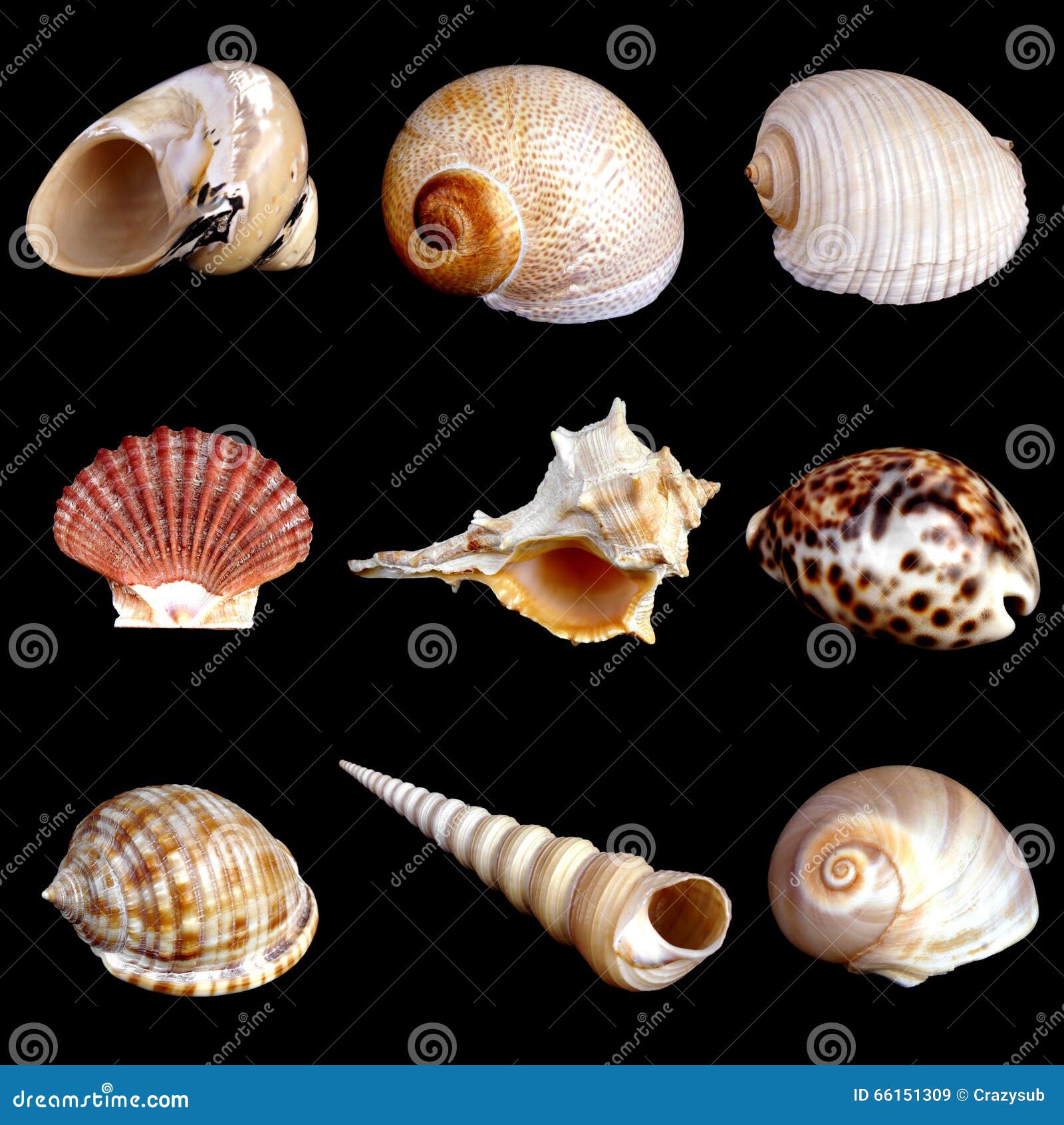 Mediterranean sea shells stock image. Image of animal 66151309