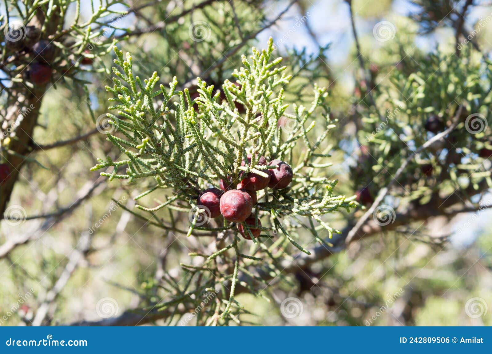 mediterranean shrub juniperus phoenicea