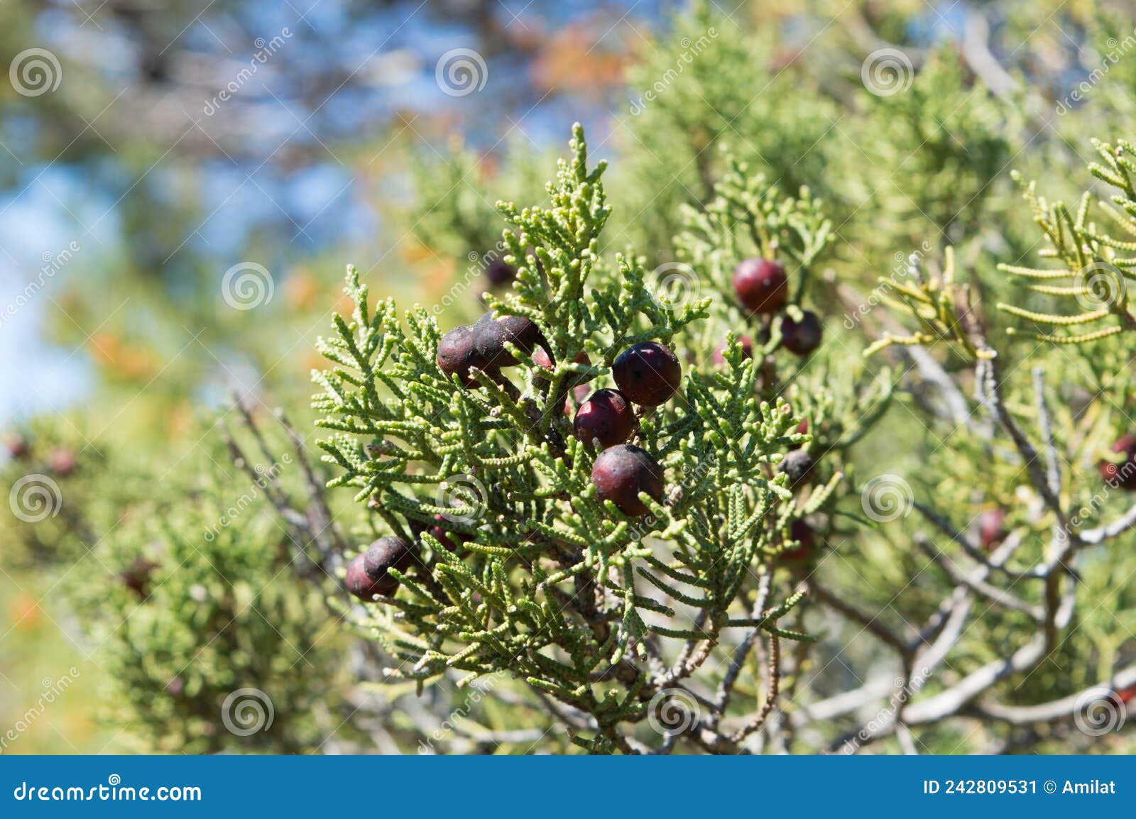 mediterranean shrub juniperus phoenicea