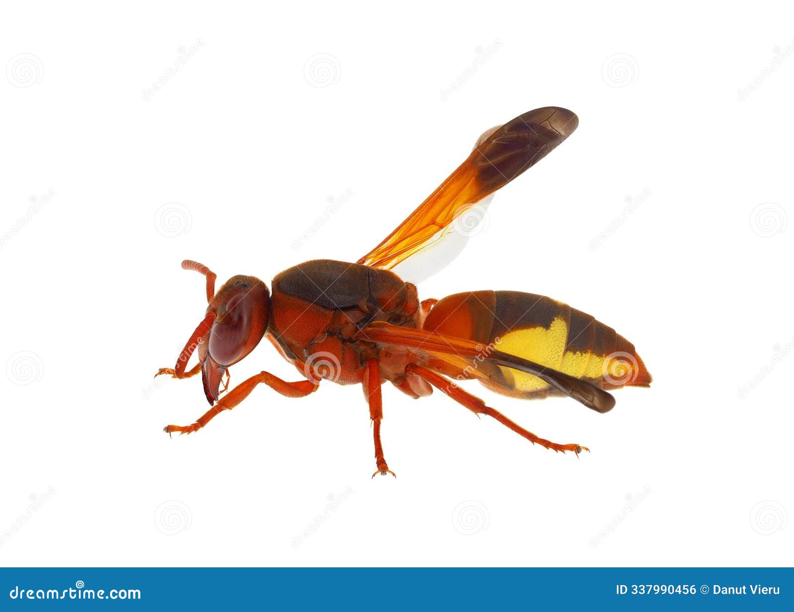 mediterranean snouted potter wasp  on white background, rhynchium oculatum