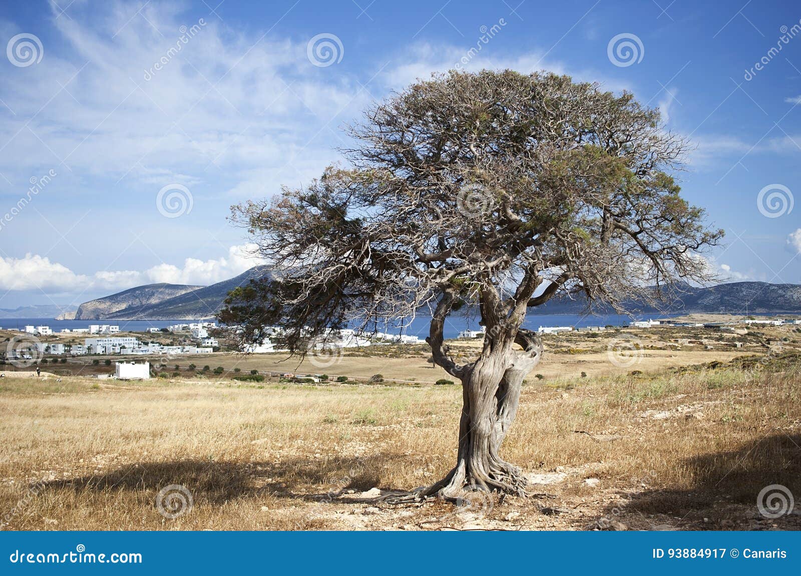 Mediterranean tree stock image. Image of cyclades ...