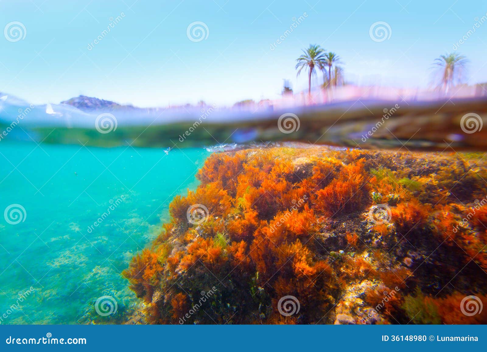 mediterranean underwater seaweed denia alicante spain