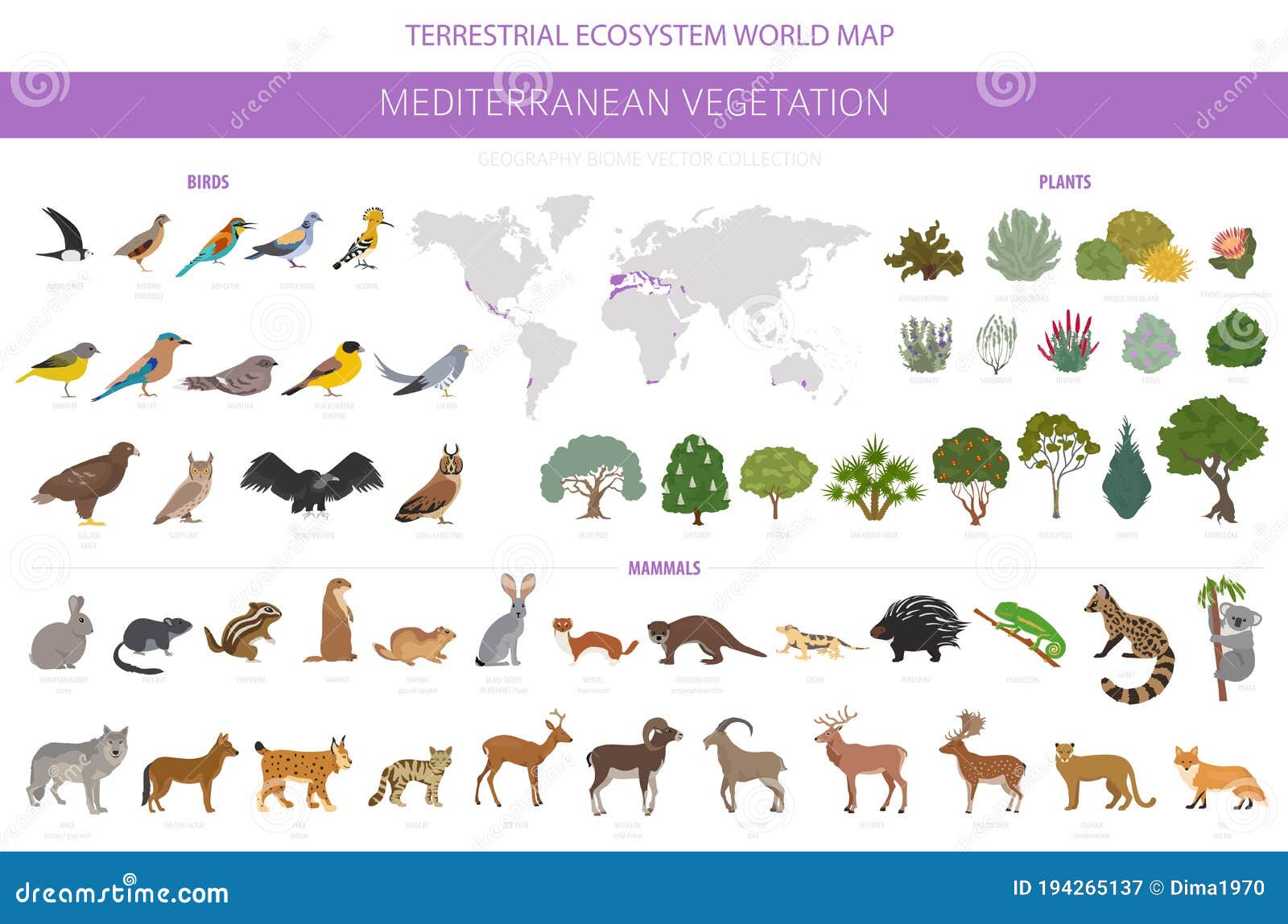 Mediterranean Vegetation Biome, Natural Region Infographic. Terrestrial Ecosystem World Map Stock Vector - Illustration of fallow, golden: 194265137 Mediterranean Vegetation Biome, Natural Region Infographic. Terrestrial Ecosystem World Map Stock Vector - Illustration of fallow, golden: 194265137
