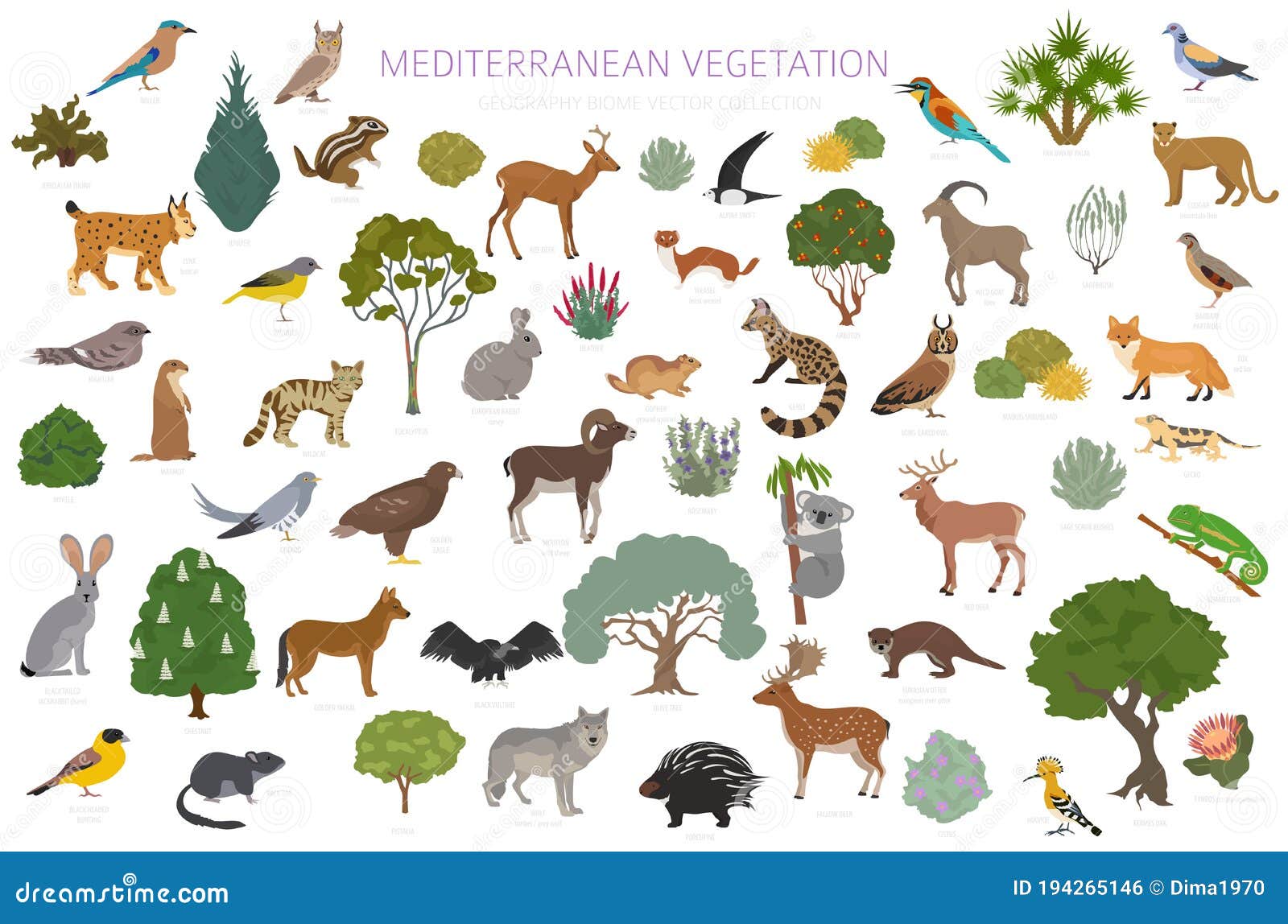 Mediterranean Vegetation Biome, Natural Region Infographic. Terrestrial  Ecosystem World Map Stock Vector - Illustration of eater, deer: 194265146