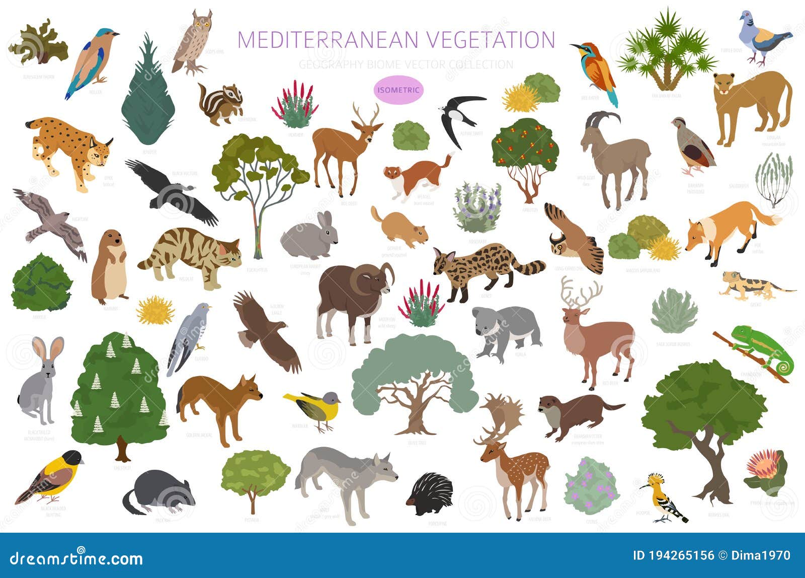 Mediterranean Vegetation Biome, Natural Region Infographic. Terrestrial  Ecosystem World Map Stock Vector - Illustration of animal, fynbos: 194265156