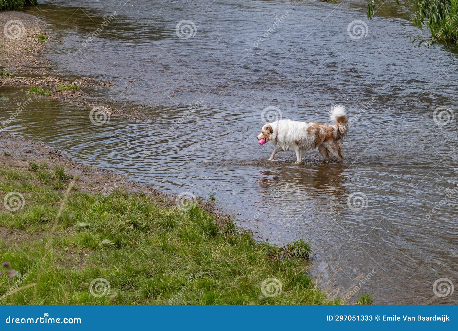 medium breed dog with abundant white brown fur walking out of river towards shore