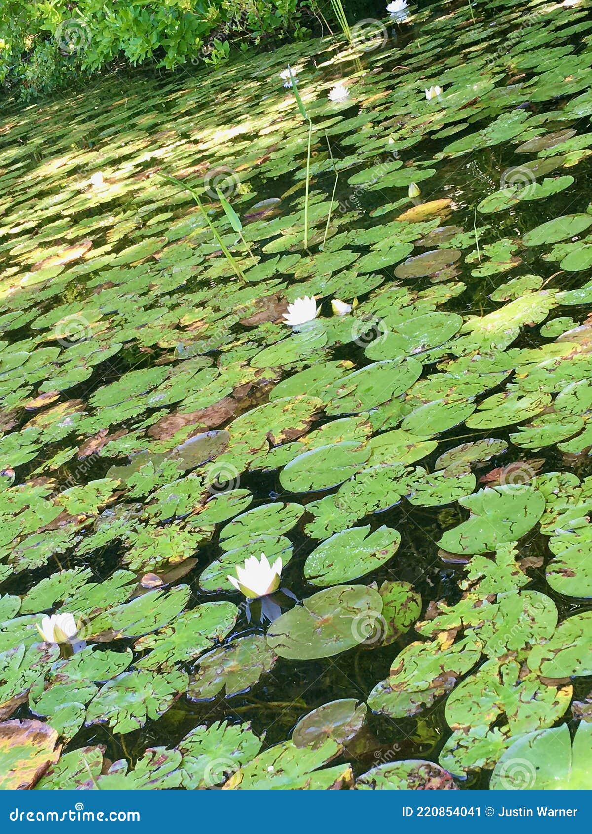 Lily Pads on Sandy Pond, West Yarmouth, Cape Cod Stock Image Image of