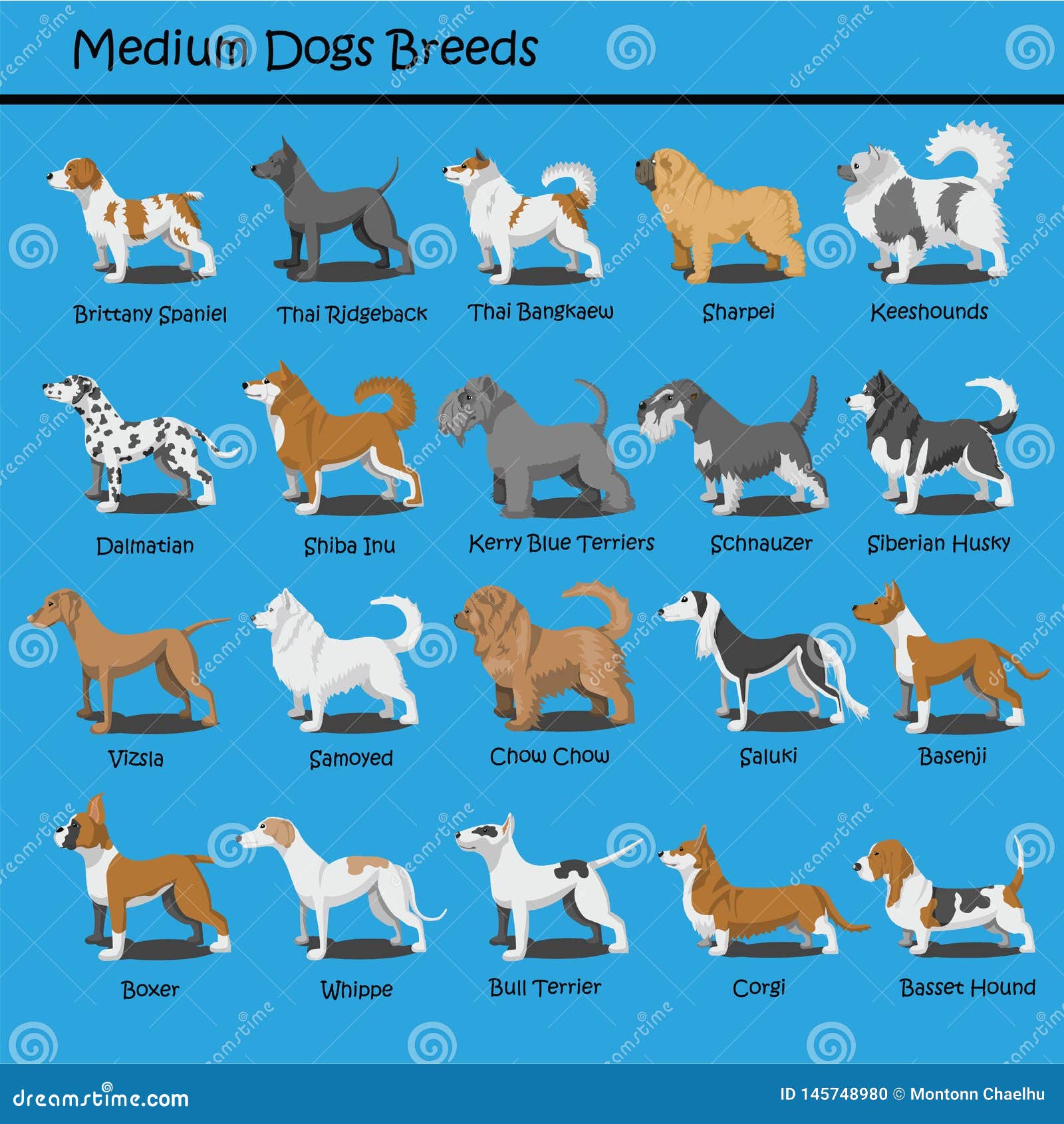 medium breeds