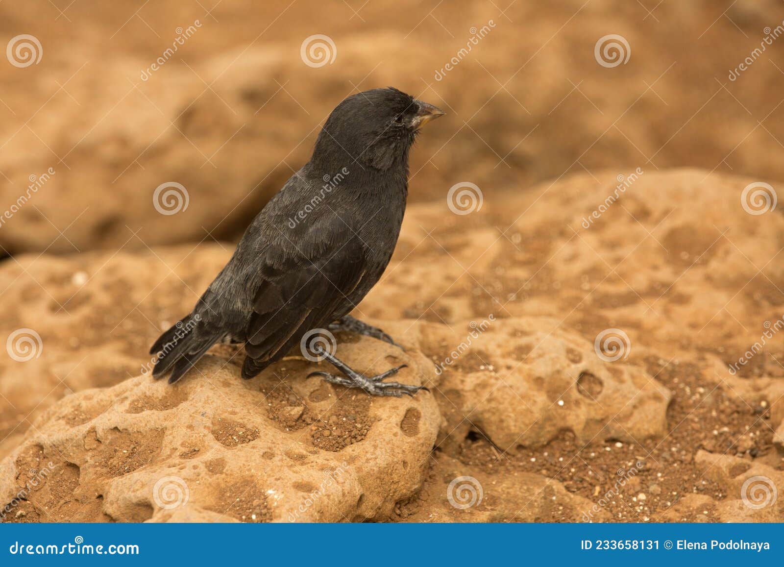 the medium ground finch geospiza fortis.