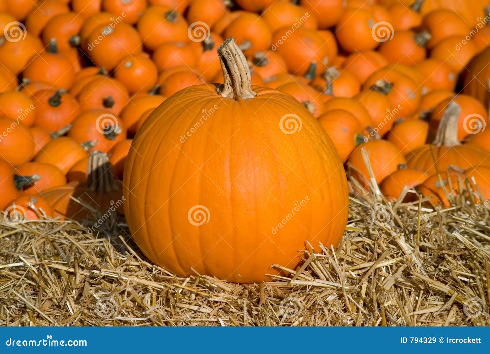 Medium Pumpkin on Hay stock image. Image of produce, bale 794329