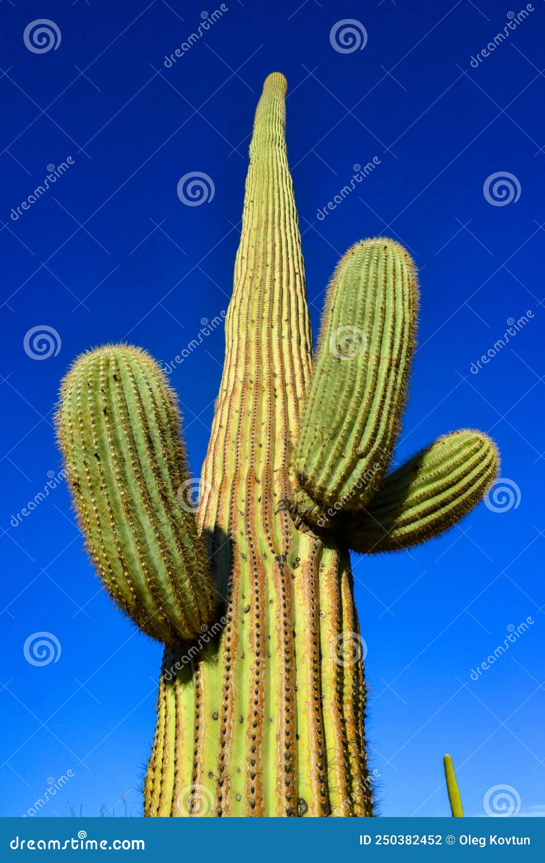 medium shot, giant cactus saguaro cactus carnegiea gigantea against the blue sky, arizona usa