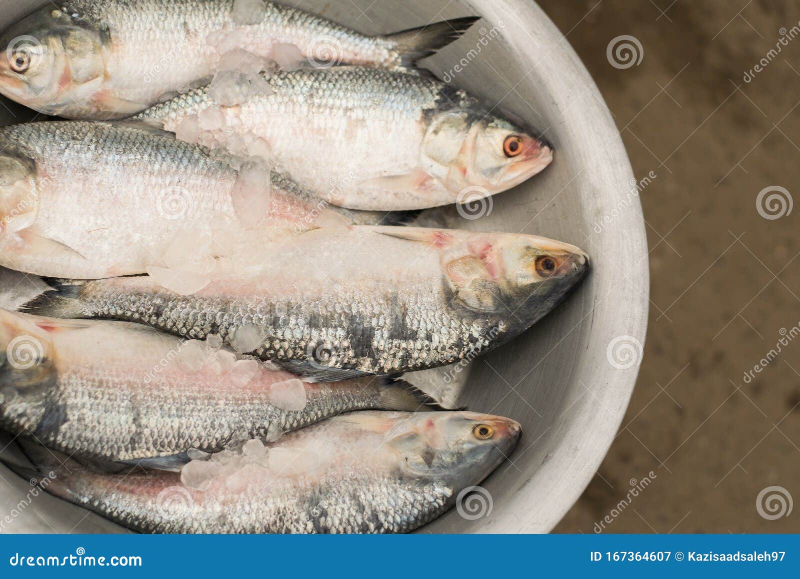 hilsa fish displayed on a silver color dish for sell in rode side fish market