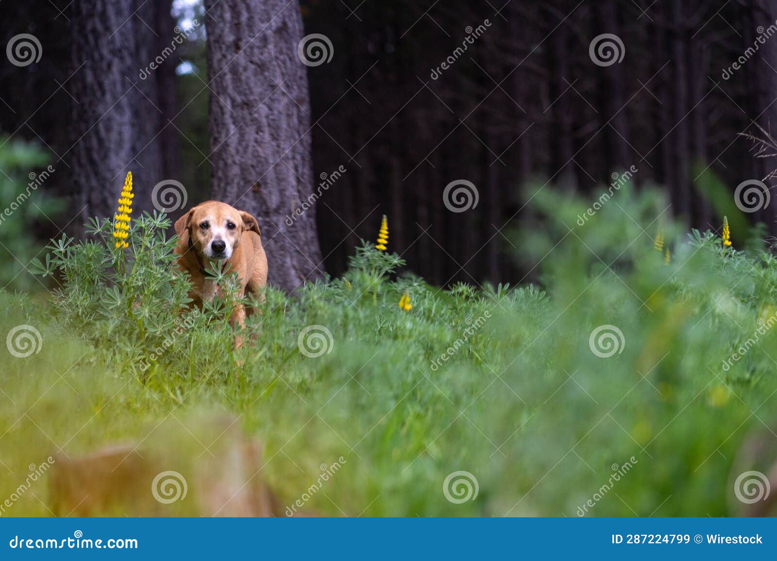 medium-sized dog stands in a lush green forest surrounded by tall grass and trees