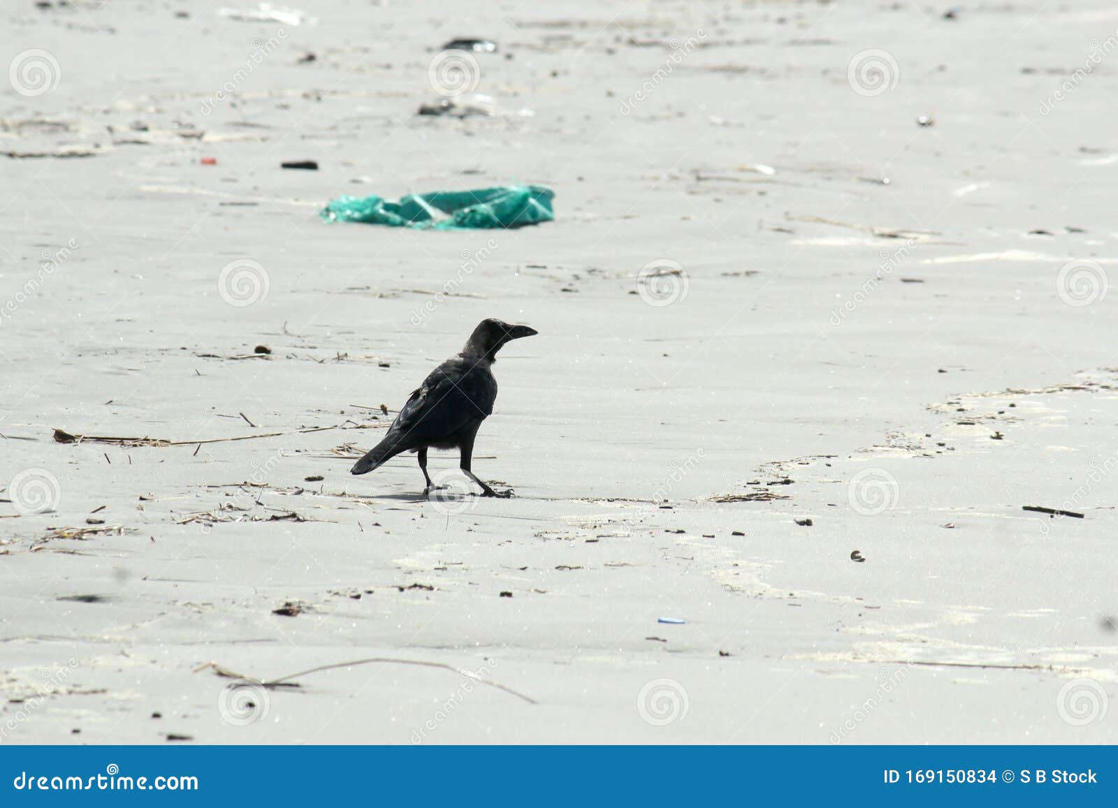 a medium sized indian house crow bird corvus corvidae family common known as crows, ravens, rooks or jackdawss spotted in a sea