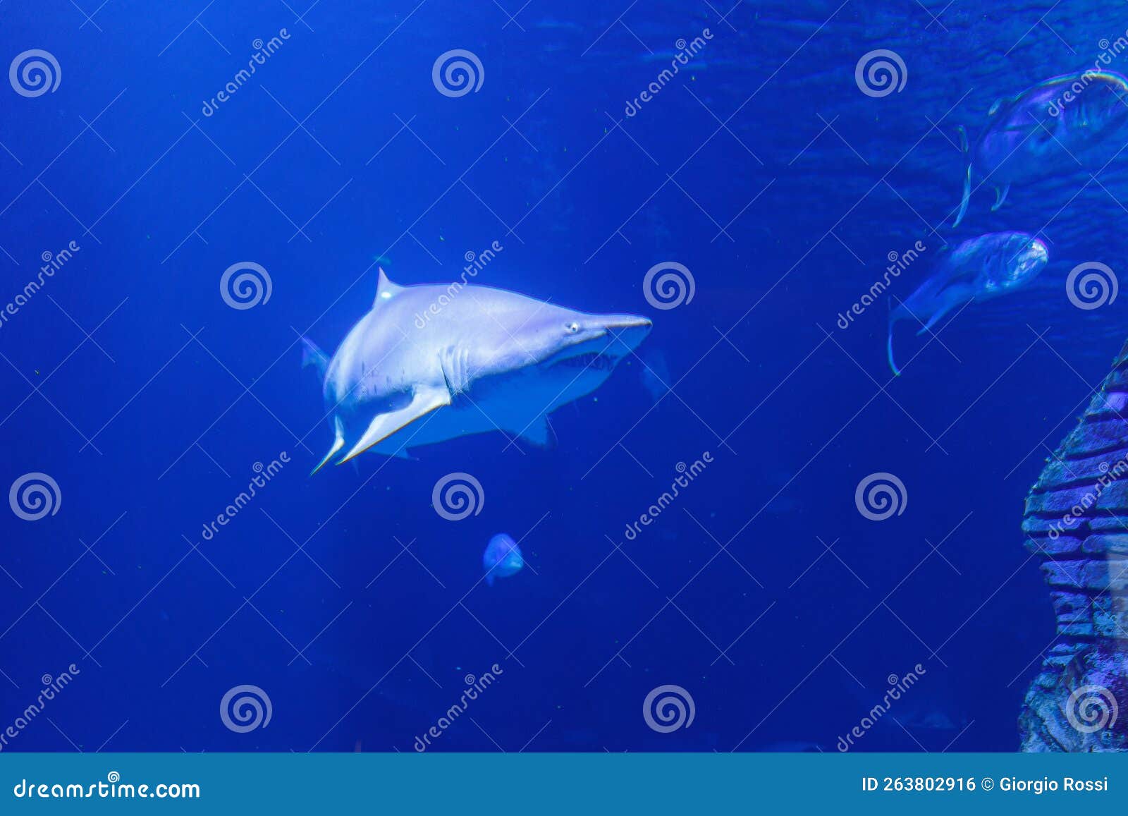 Medium Sized Shark Inside an Aquarium, Fish Theme Stock Photo Image