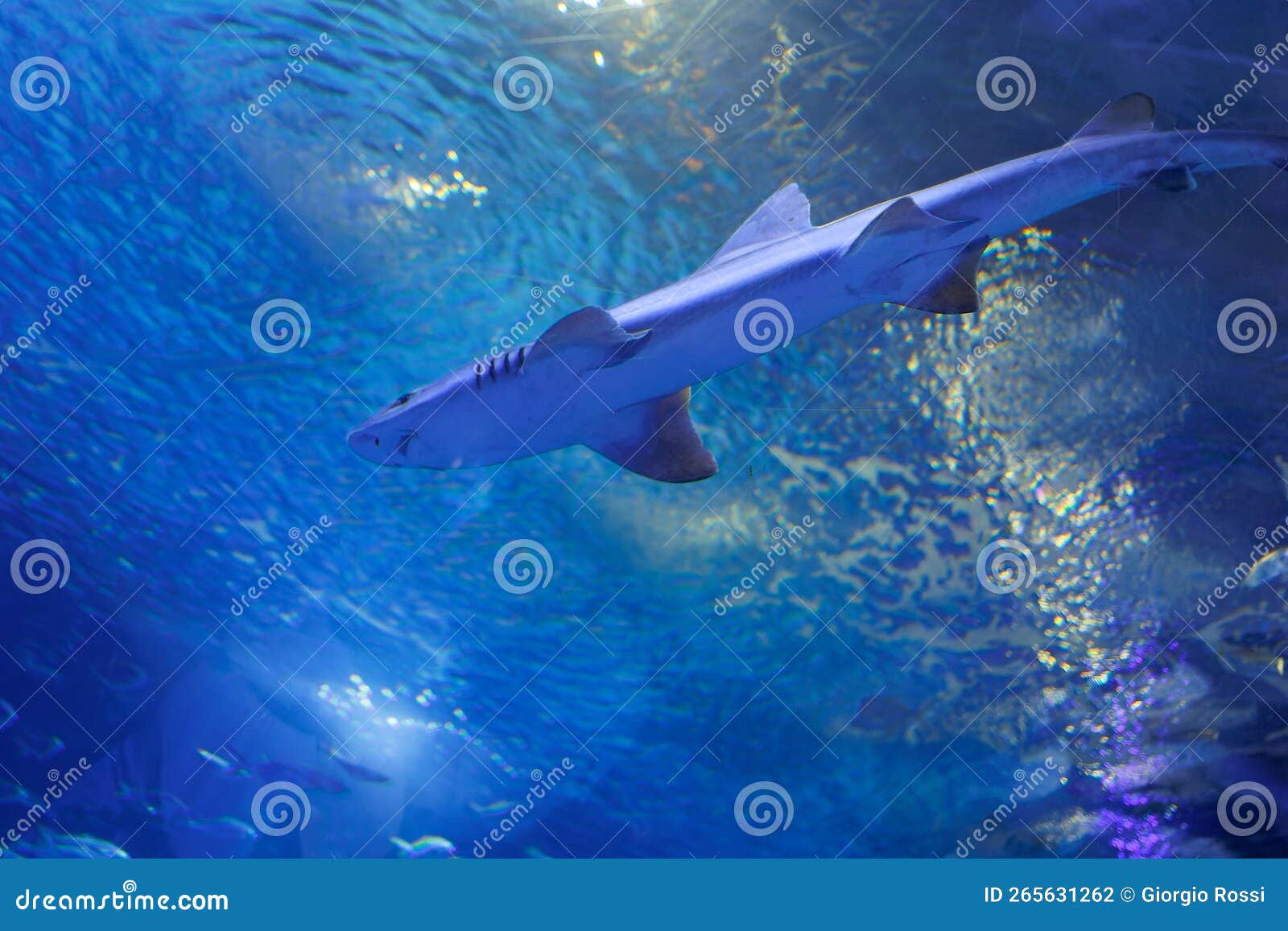 Medium Sized Shark Inside an Aquarium, Fish Theme Stock Photo Image