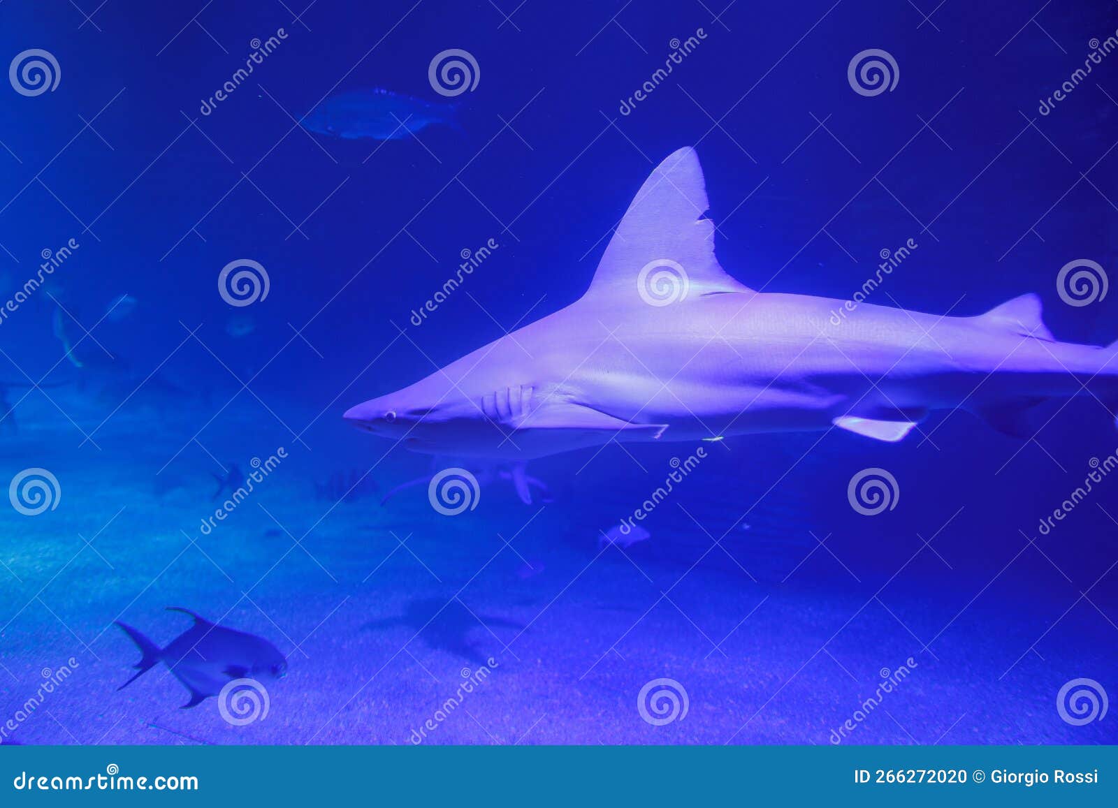 Medium Sized Shark Inside an Aquarium, Fish Theme Stock Photo Image