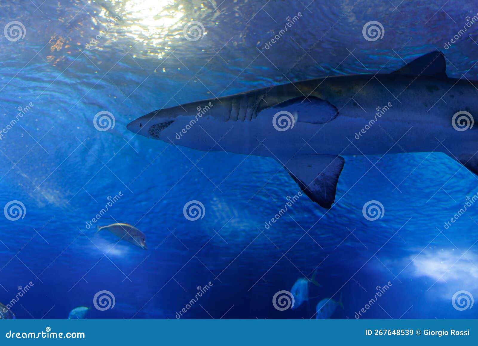 Medium Sized Shark Inside an Aquarium, Fish Theme Stock Image Image