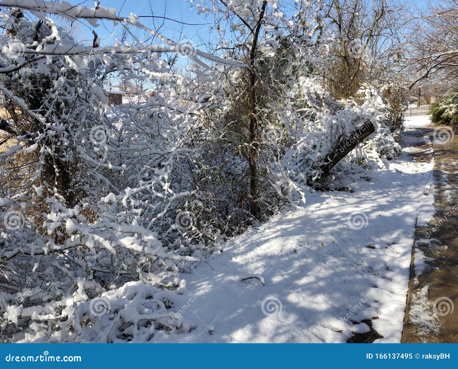 Trees and Shrubs Covered in Snow by a Concrete Walkway Stock Image