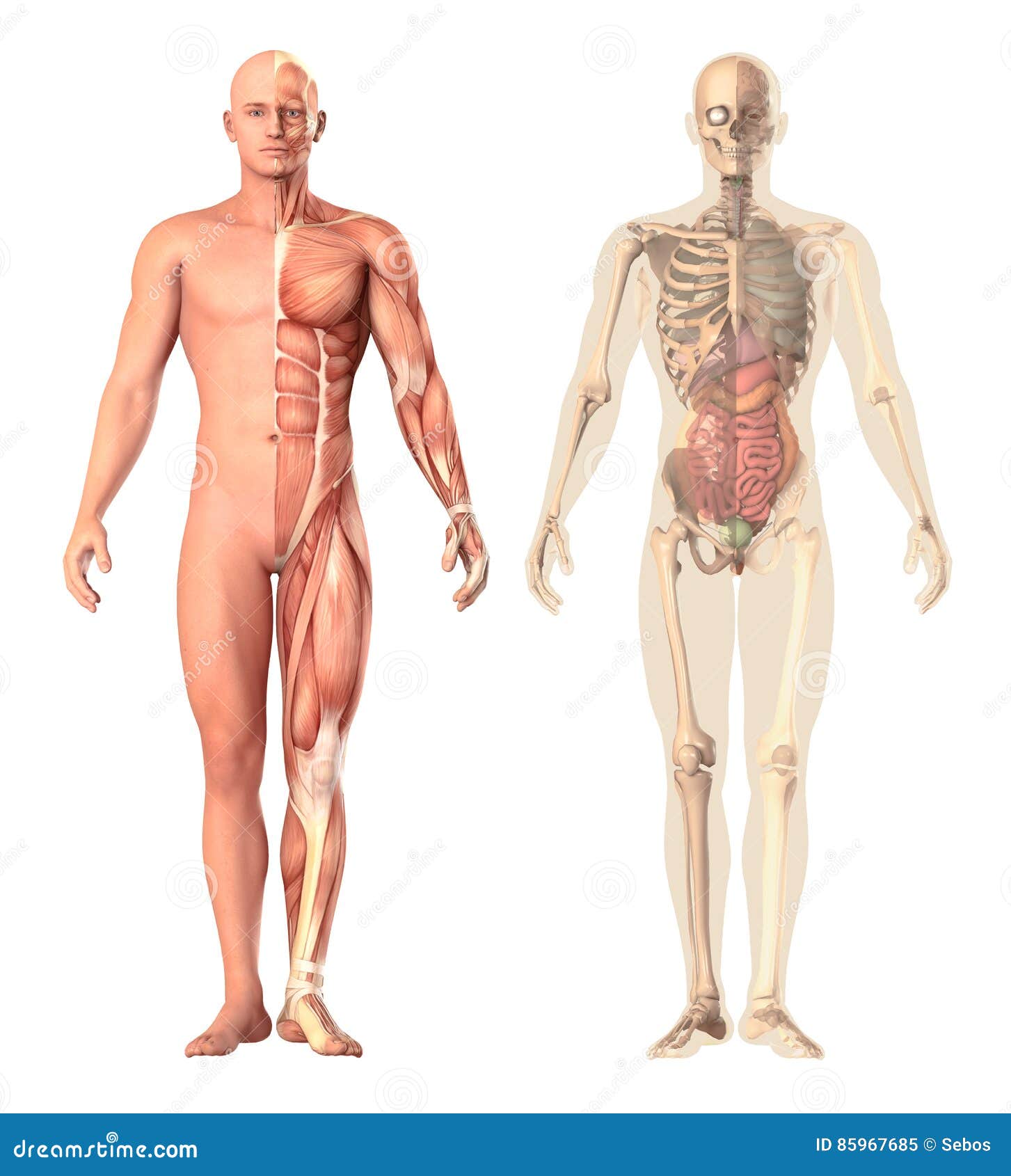 MagiDeal Männlichen Muskel Skelett Anatomie Modell Menschliche Anatomie 