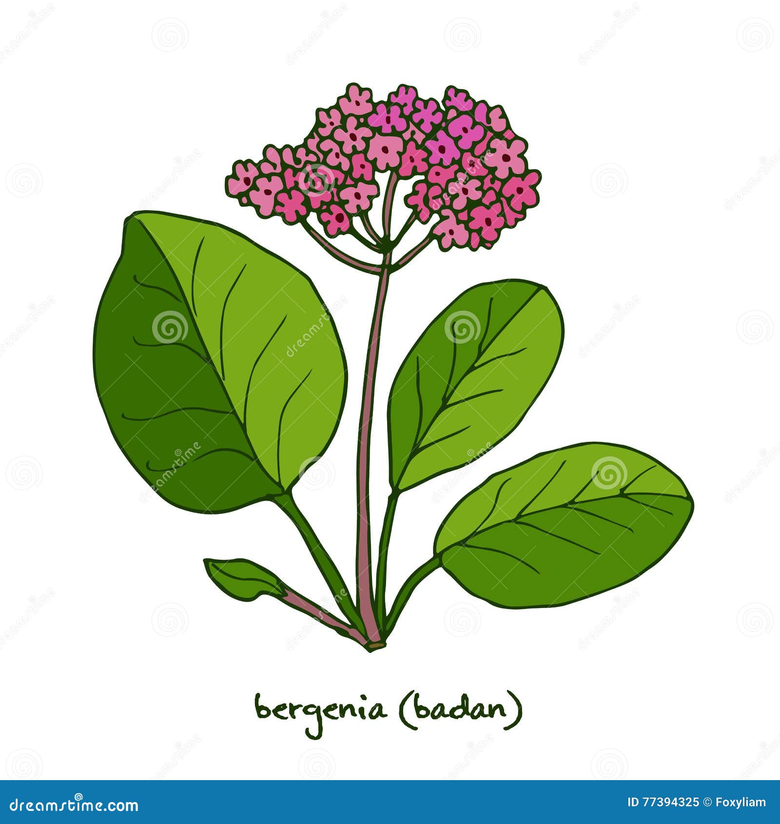 Medizinischer und Gartenpflanze Bergenia