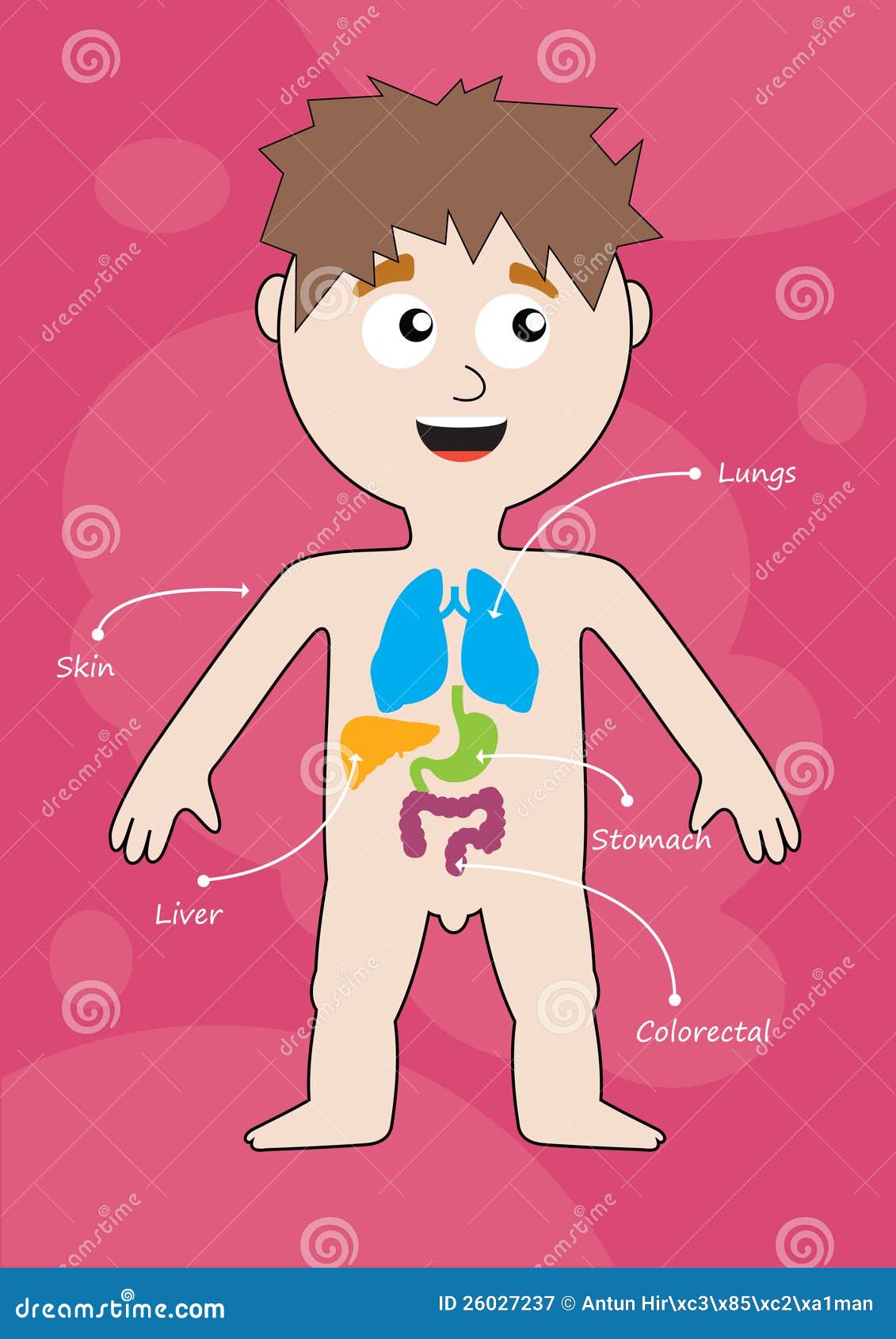 Medizinisches infographics. Junge mit internen Organen