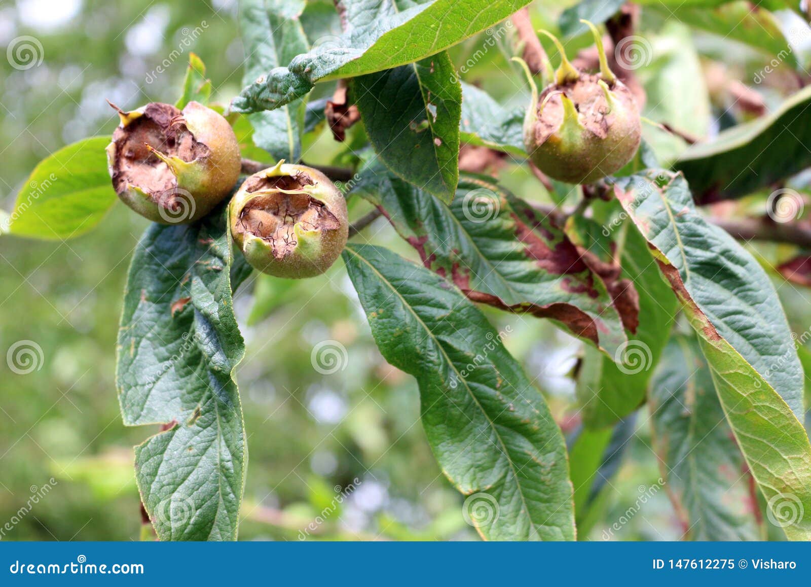 Medlar Fruits stock image. Image of fresh, growing, botany 147612275