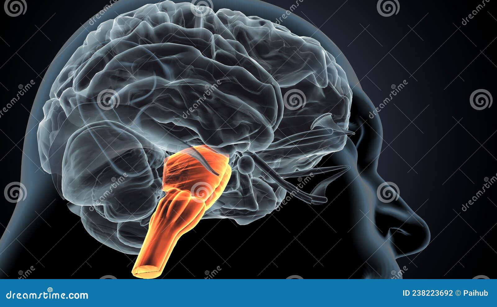 3d .of human brain medulla oblongata anatomy.