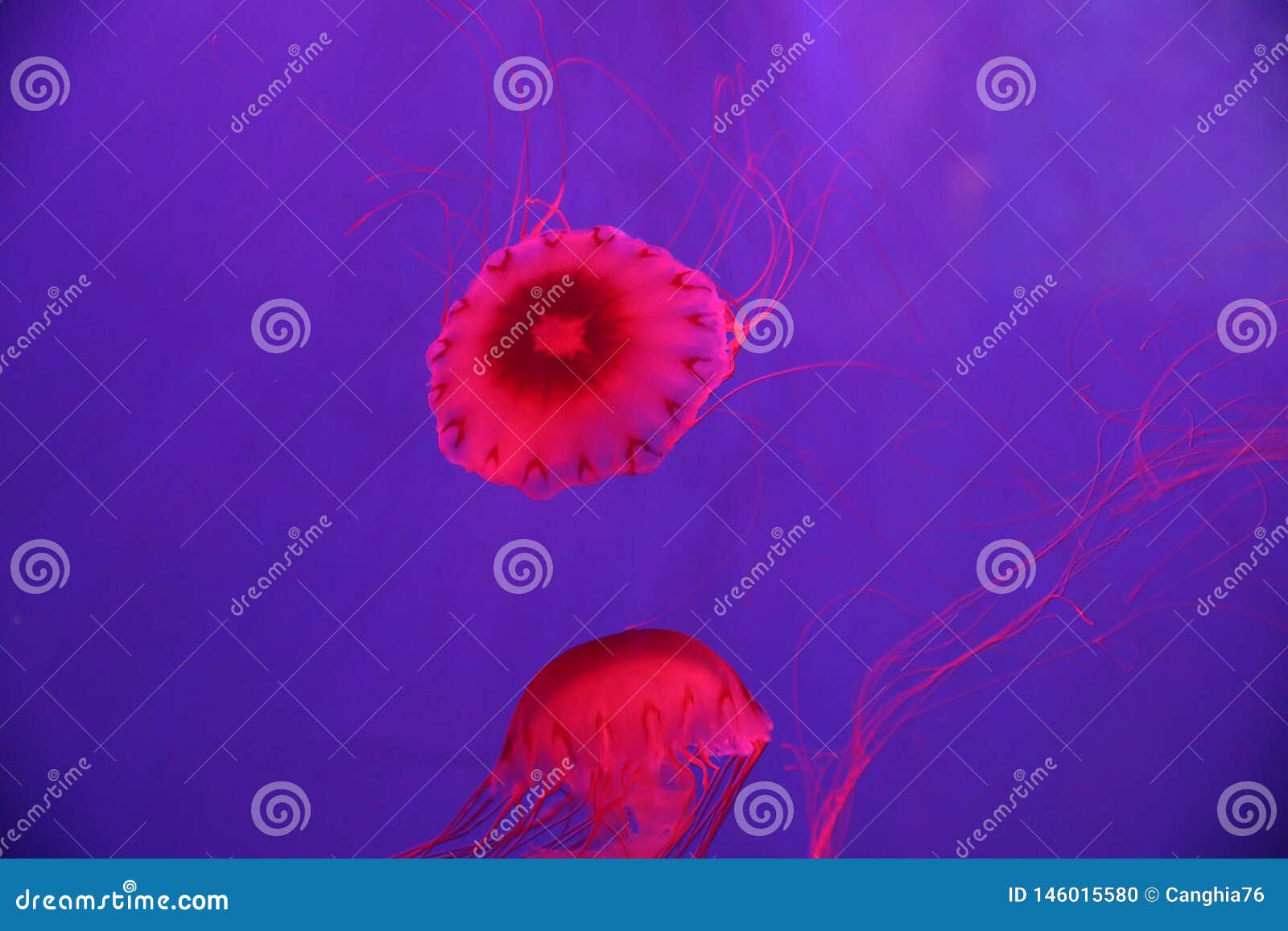 A Medusa E Um Animal Marinho Foto De Stock Imagem De Beleza Oceano