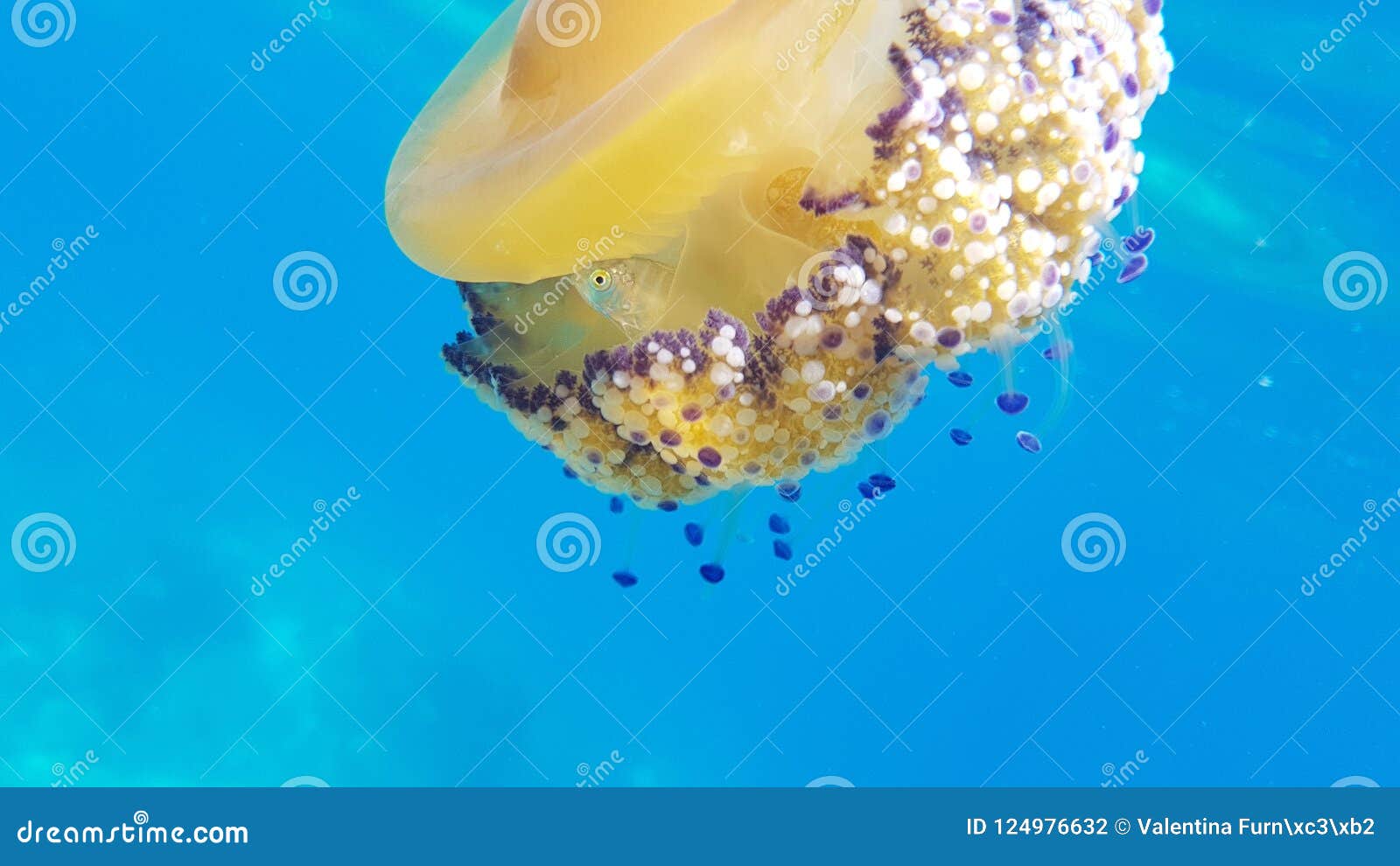 medusa cassiopea mediterranea caught underwater