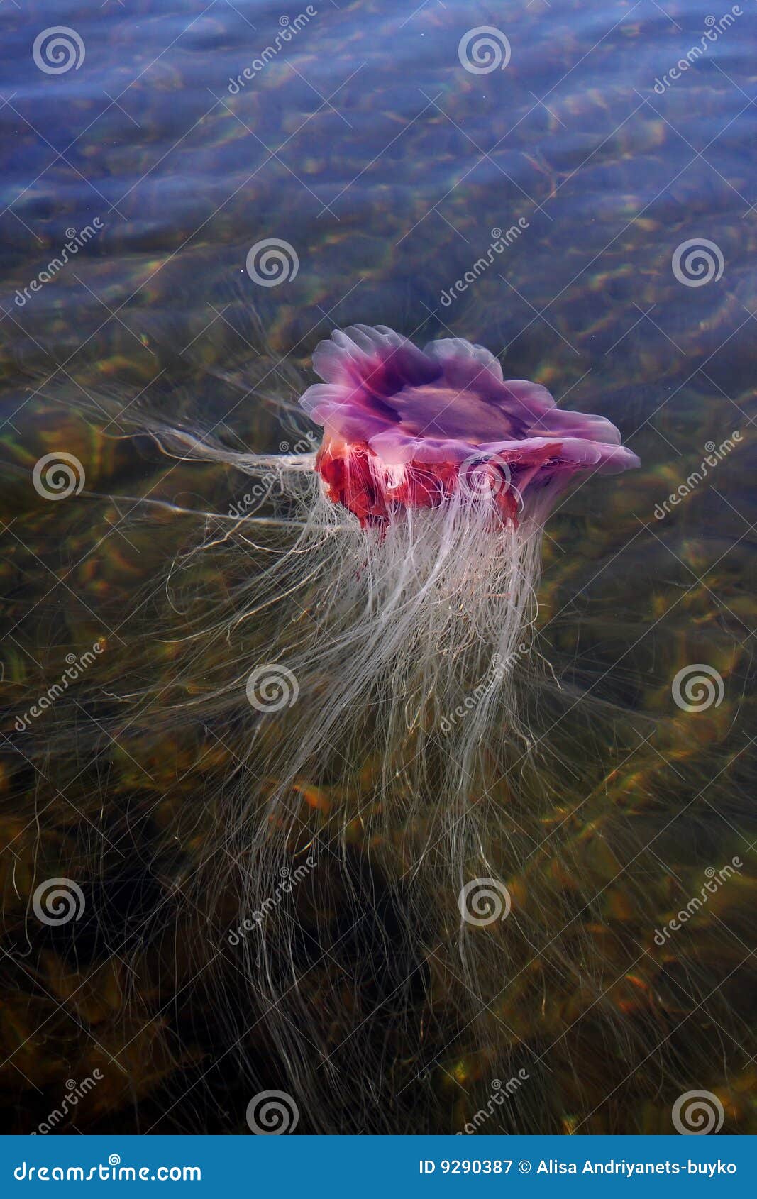 Medusa, jellyfish stock image. Image of glowing, fibers 9290387