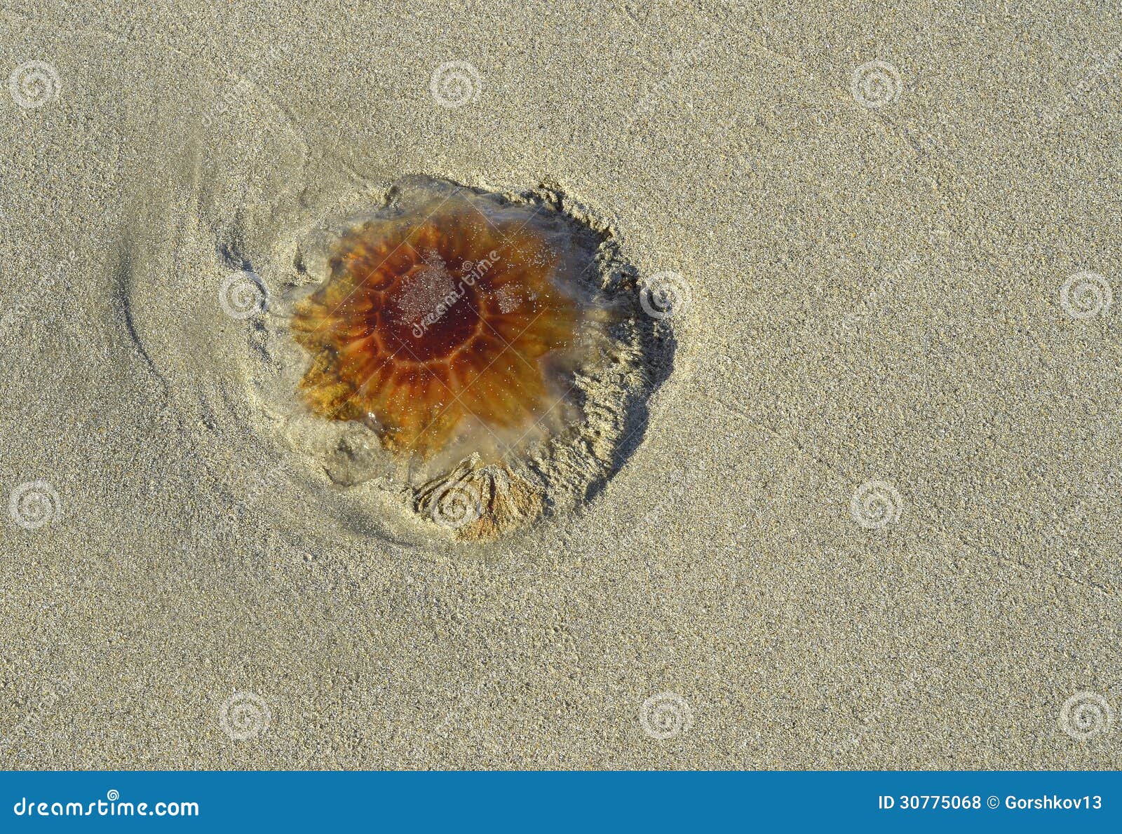 Qualle Auf Sand — Rezepte Suchen