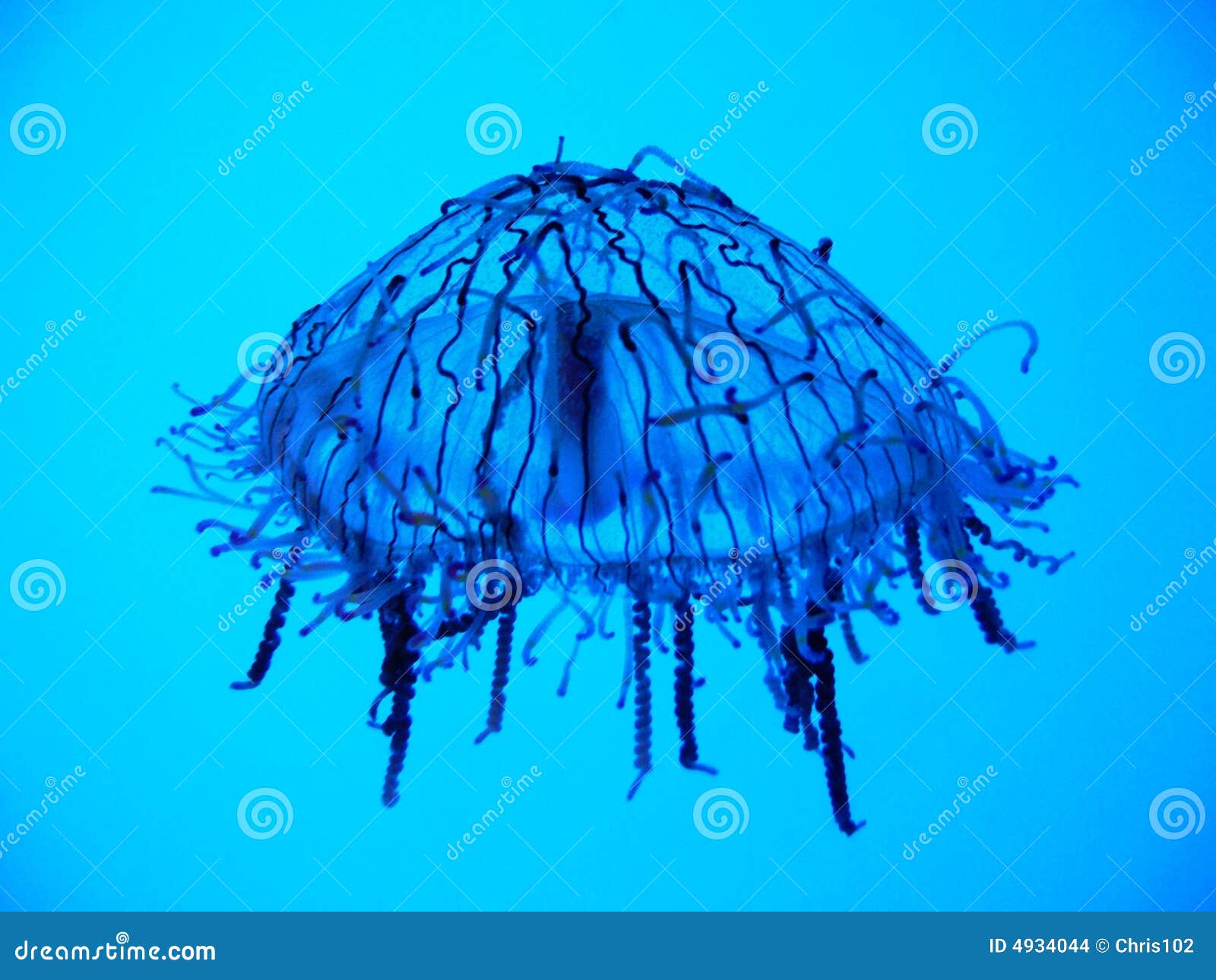 Medusas en acuario en el backround azul