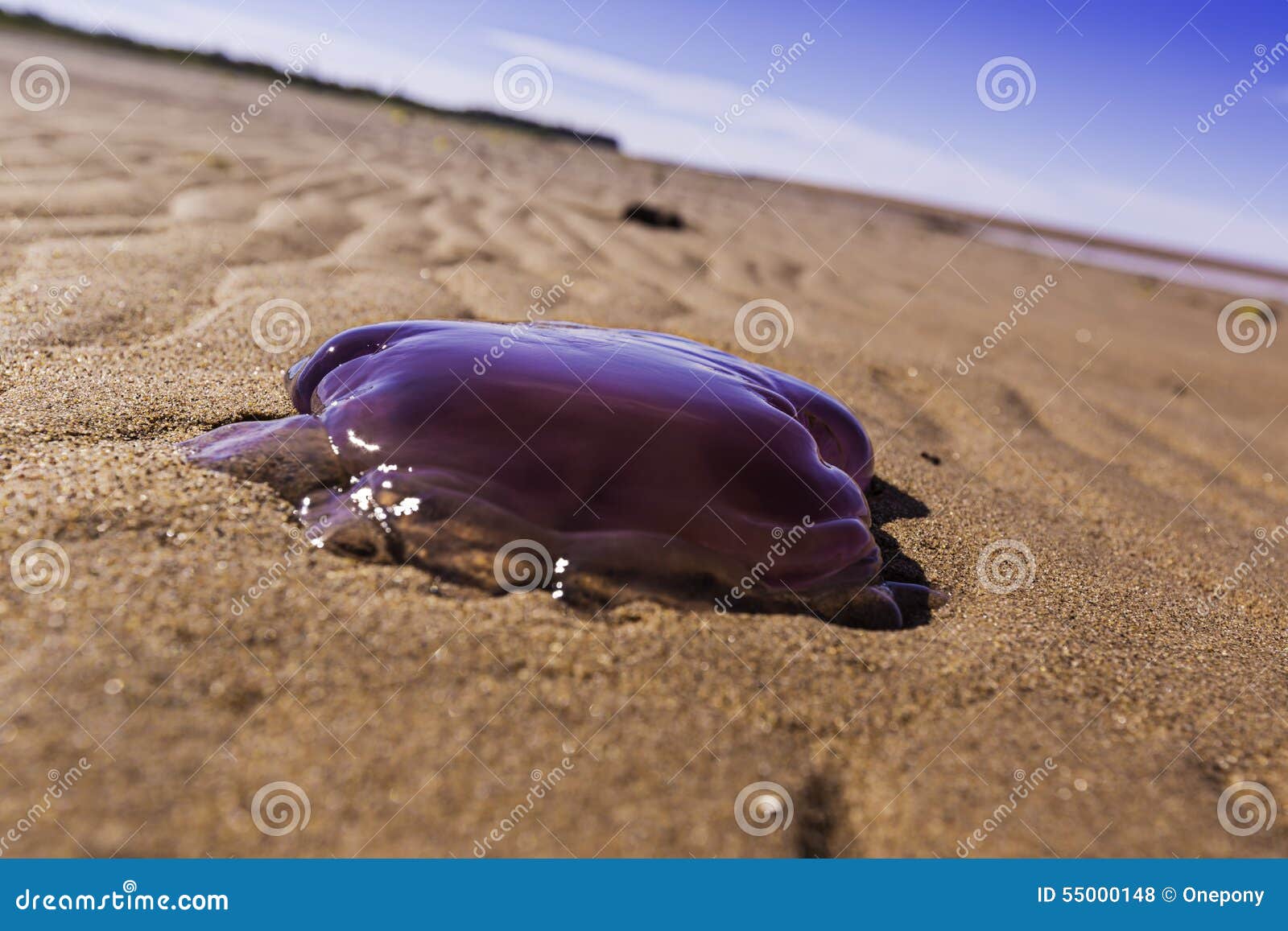 Medusas púrpuras. Una medusa púrpura grande se lavó para arriba en una playa de príncipe Edward Island