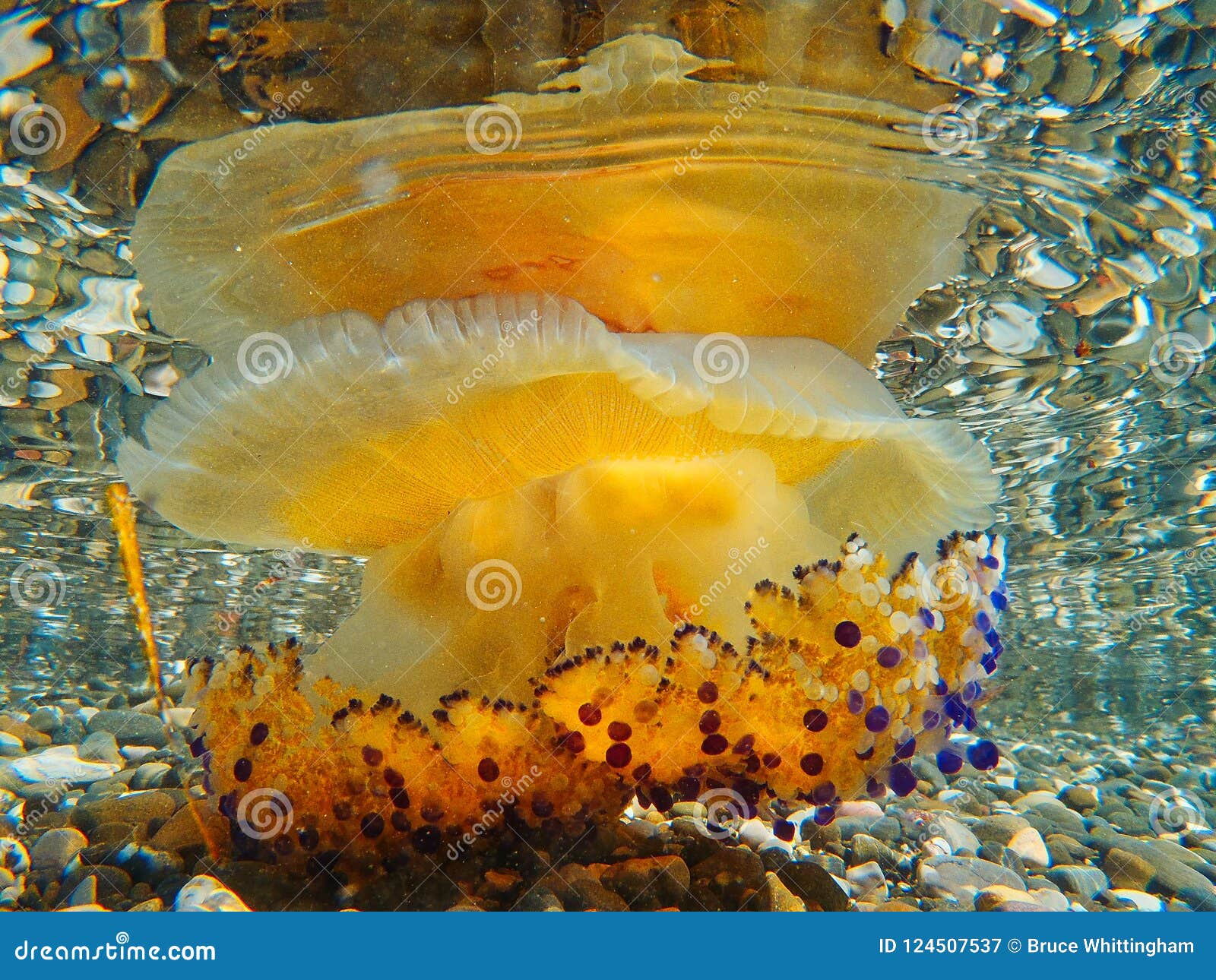 SCARICARE SHALLOW