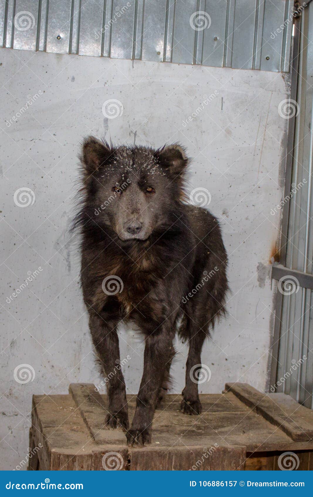 Medvebaka Le Chien Russe Qui Ressemble à Un Ours Image