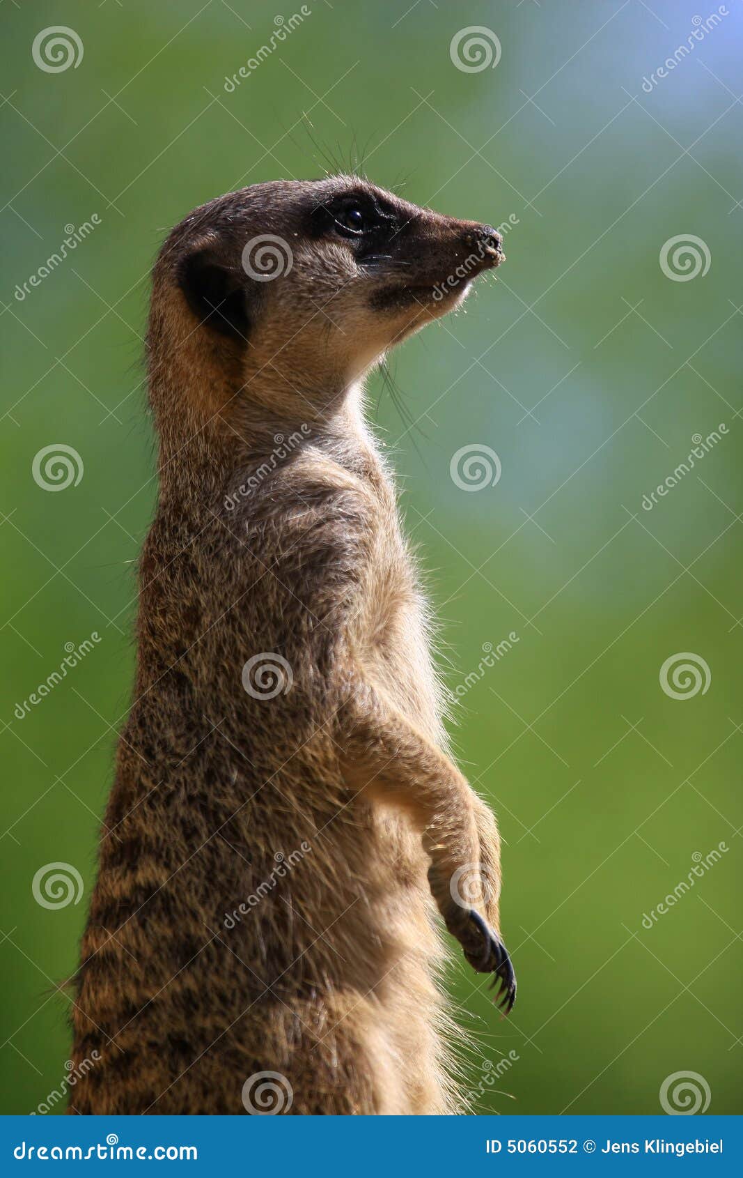 meercat