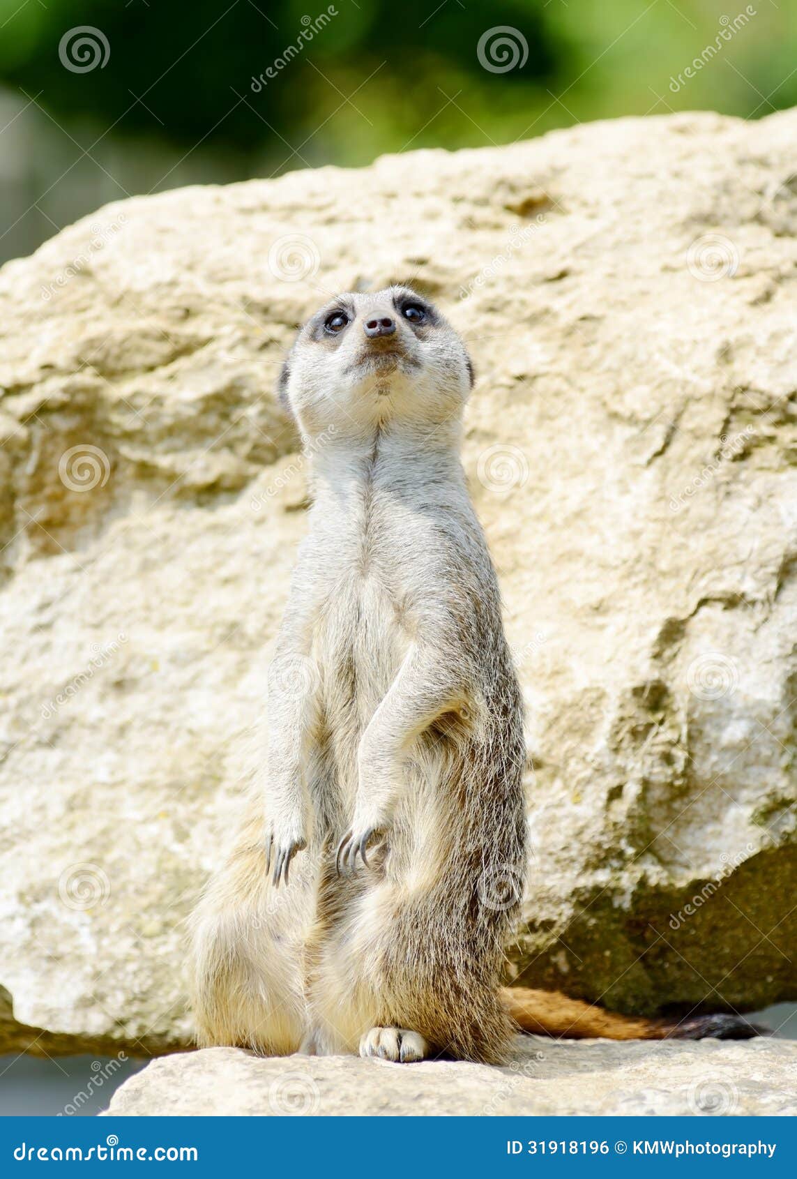 meercat alert