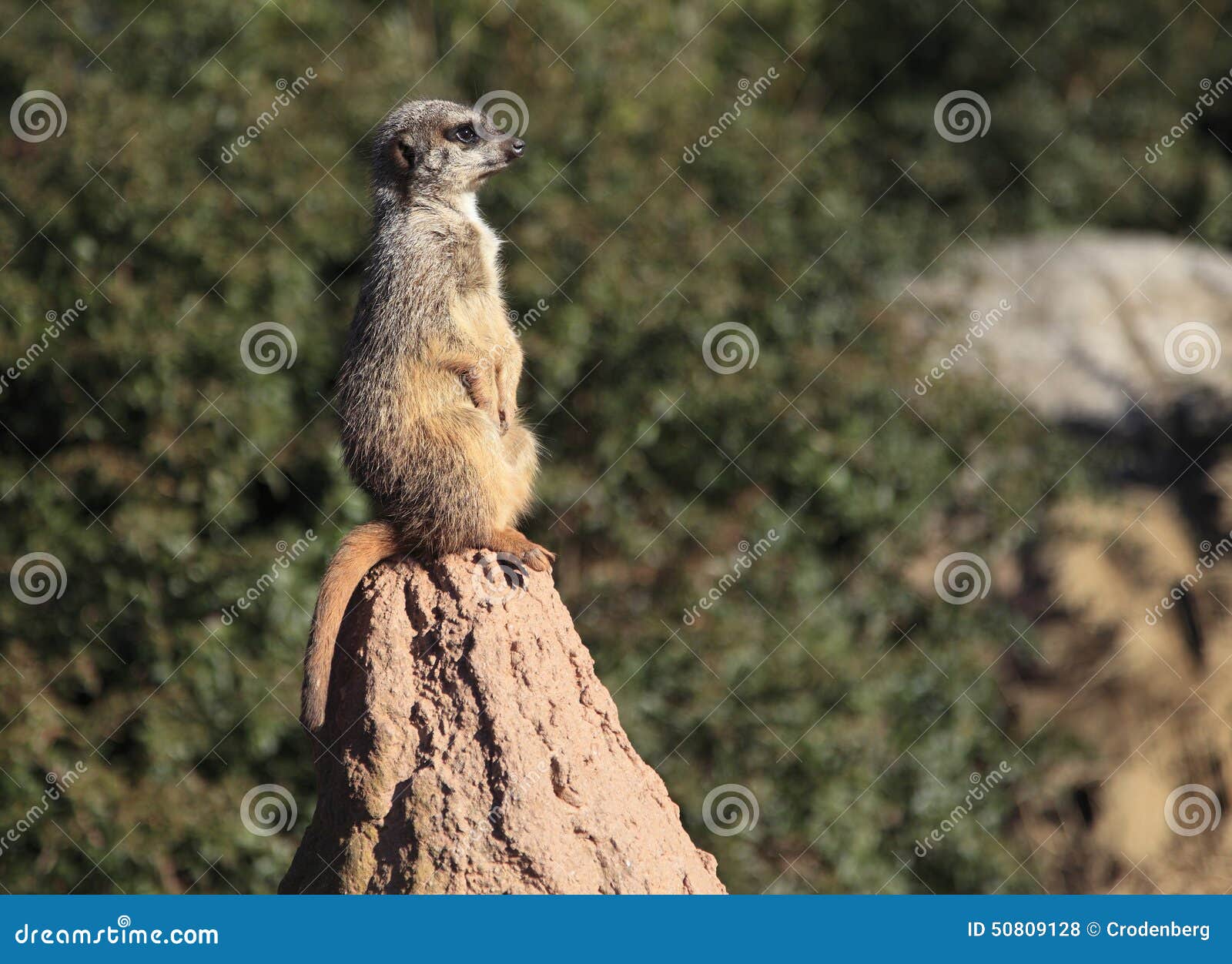 meercat on a rock