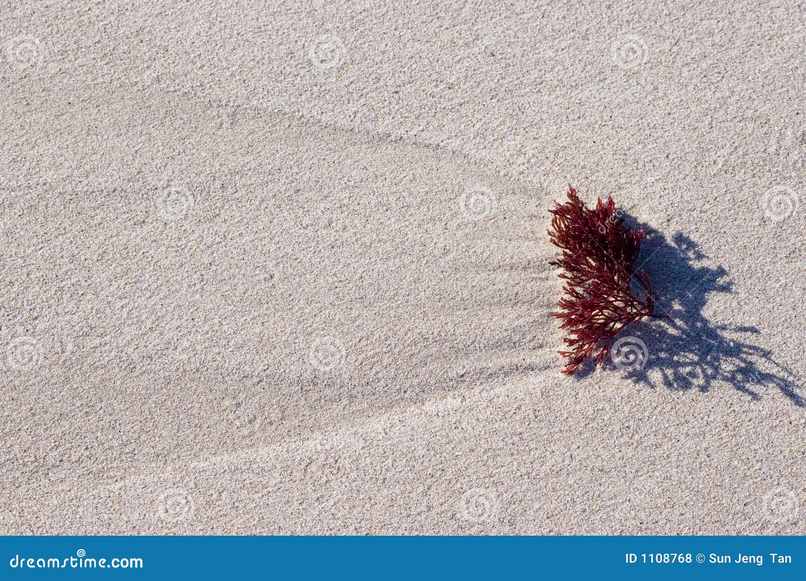 Meerespflanze im Sand. Meerespflanze gefunden im Cottesloe Strand, Perth