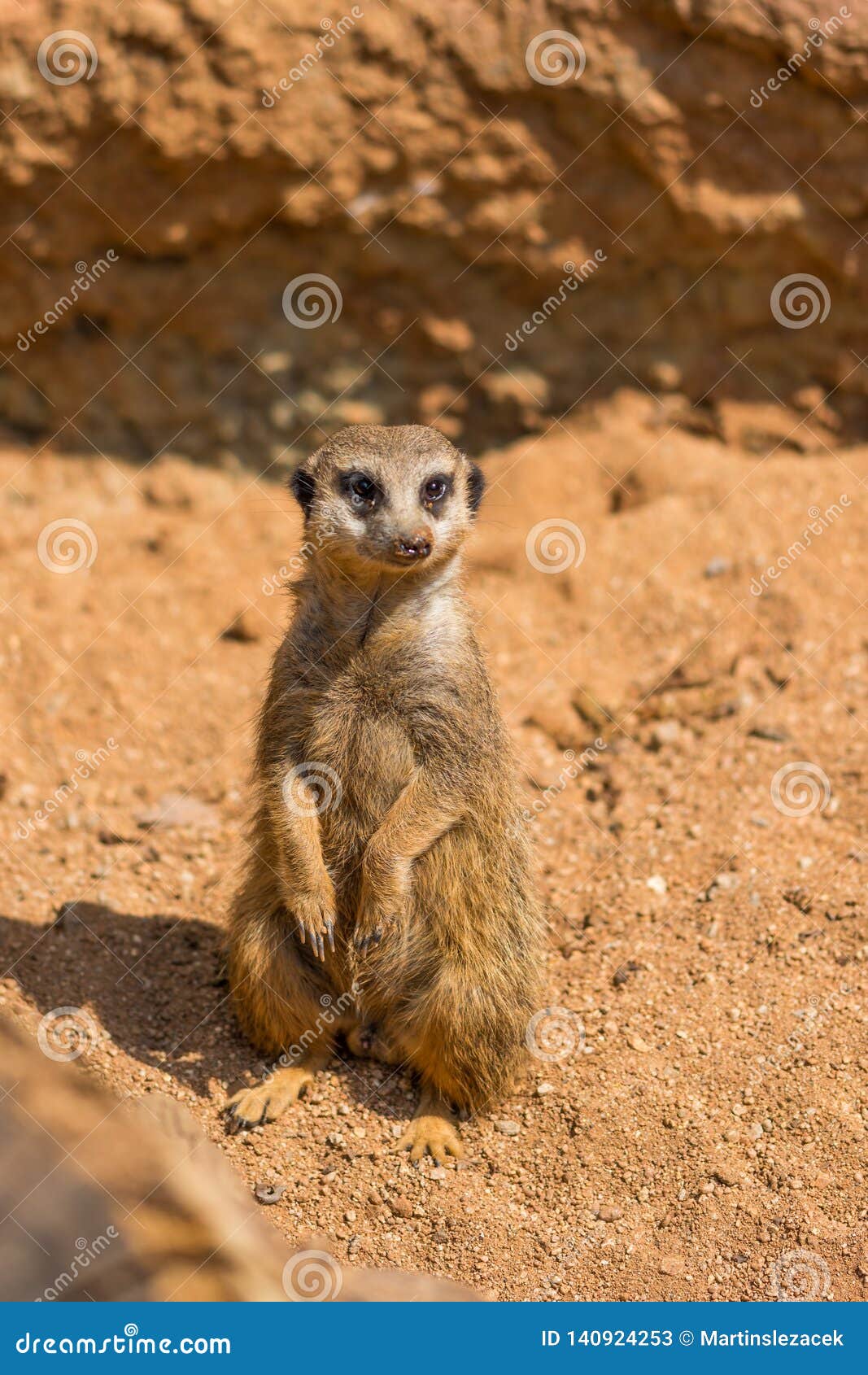 Meerkat Animal Latin Name Suricata Suricatta in the Wild. Detail of African  Animal Walking on the Ground Stock Image - Image of desert, background:  140924253