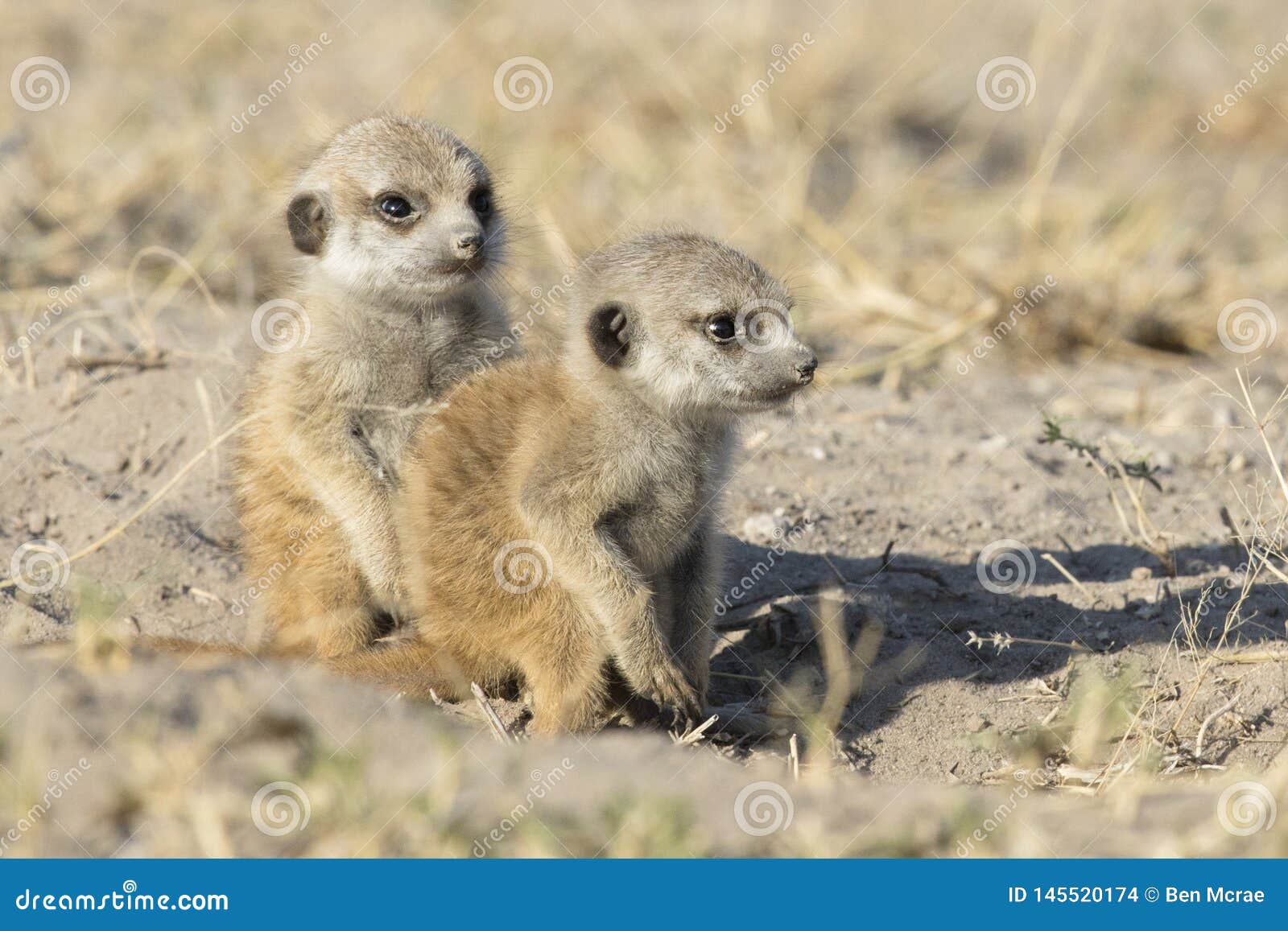 a meerkat family enjoying the morning light